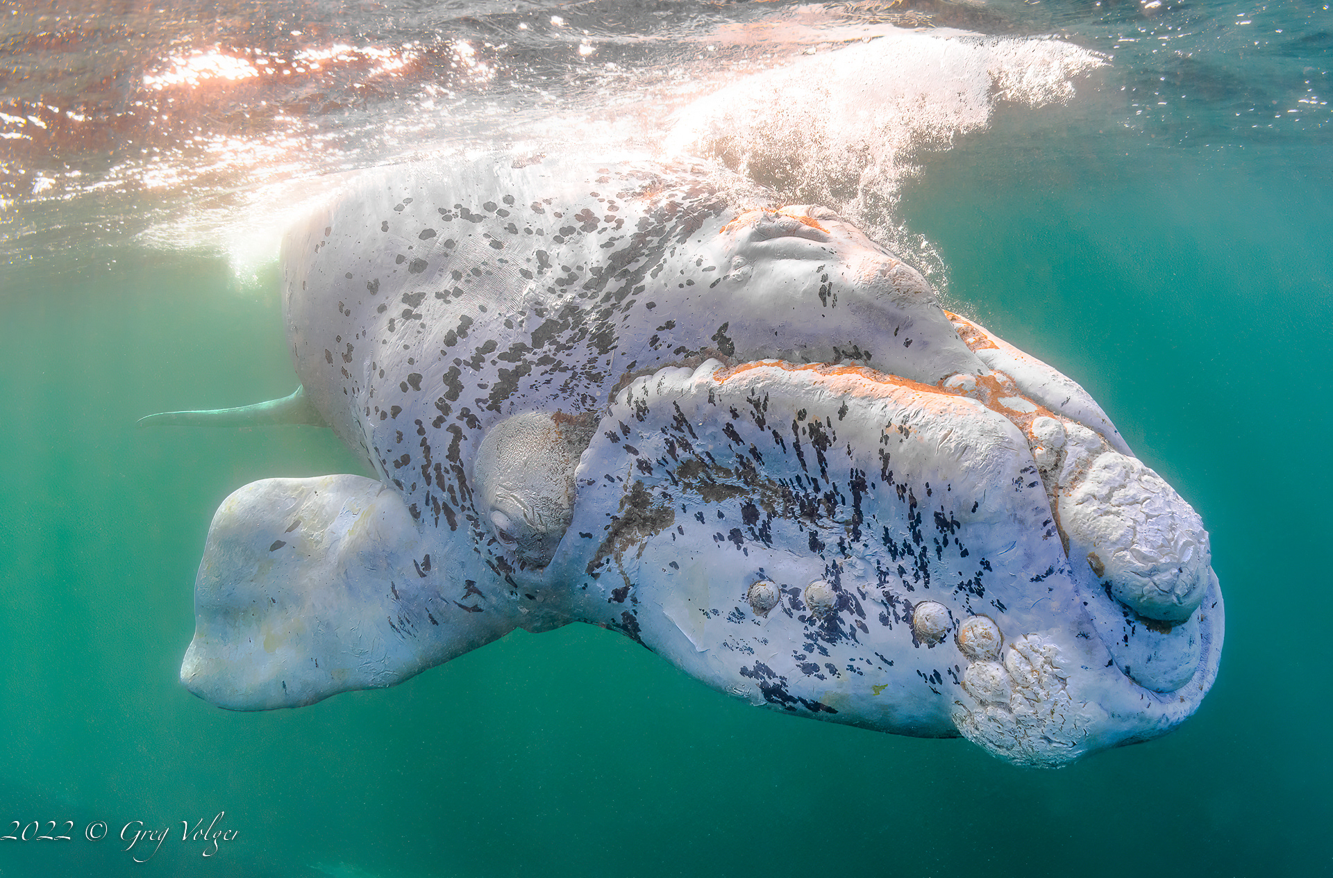 Southern Right Whale
