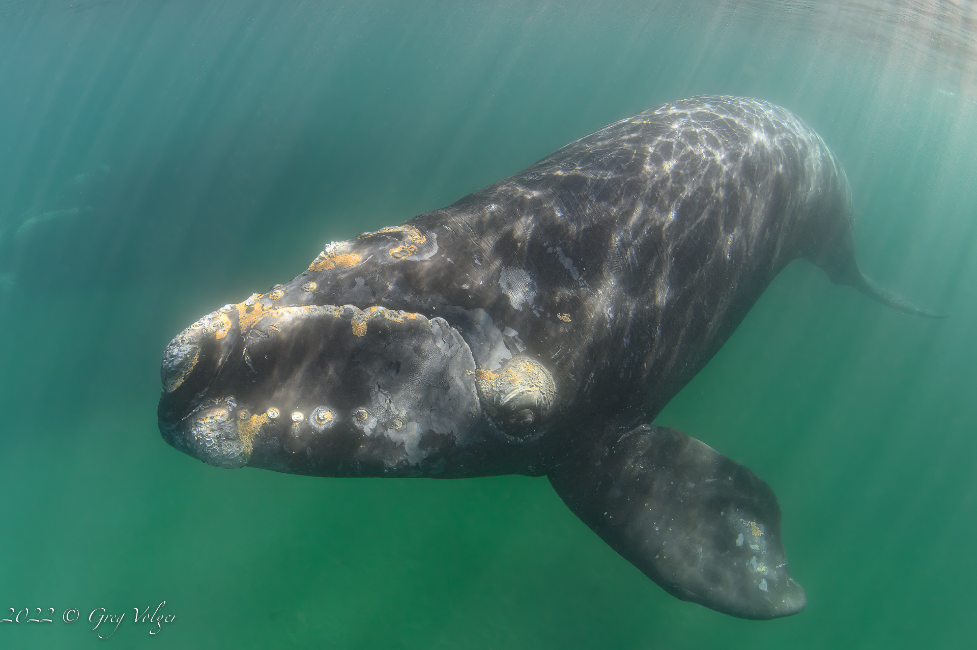 Southern Right Whale
