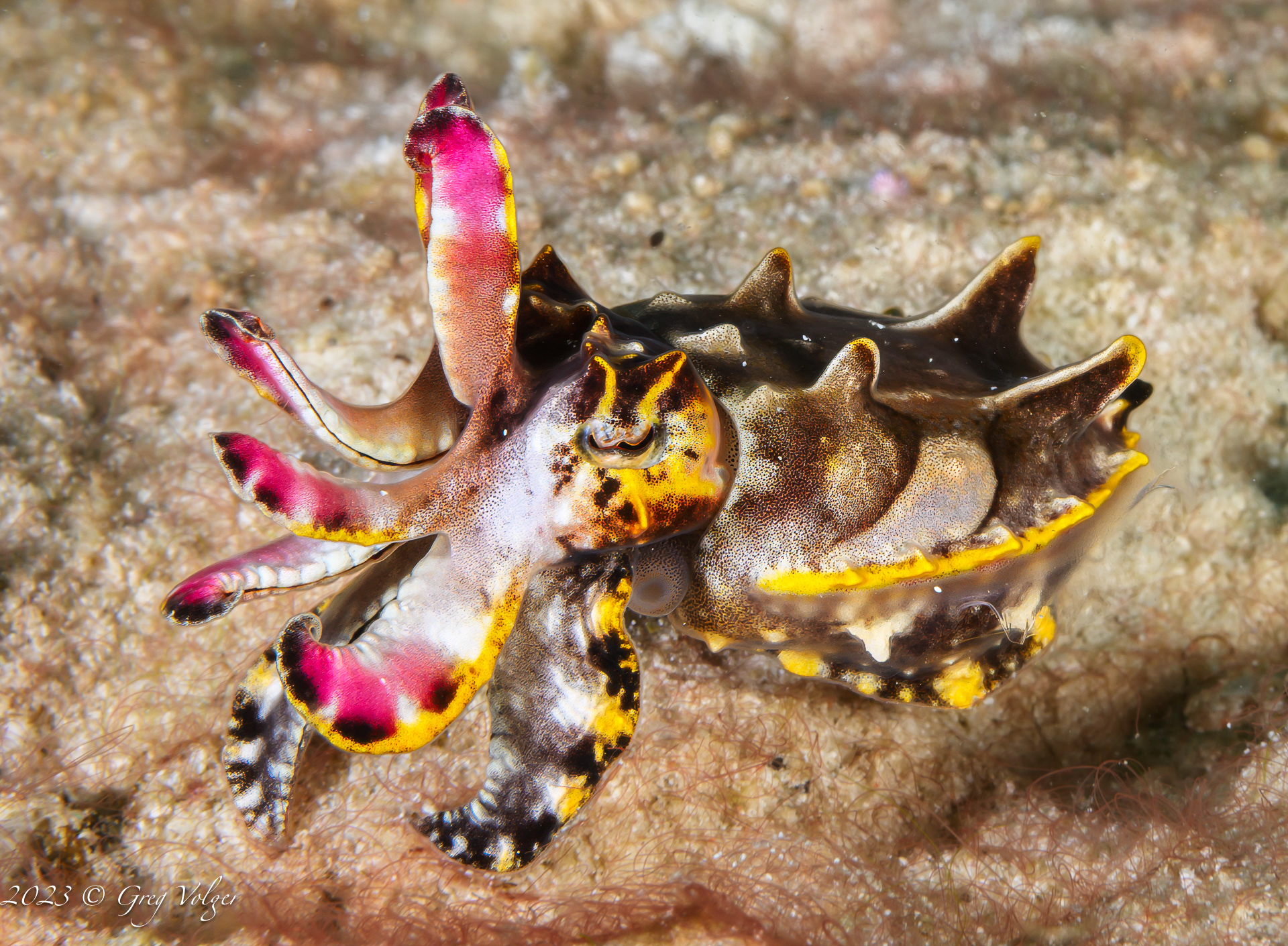 Flamboyant Cuttlefish
