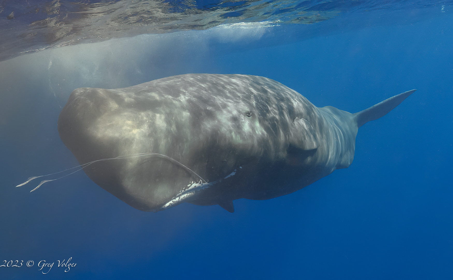 Sperm whale