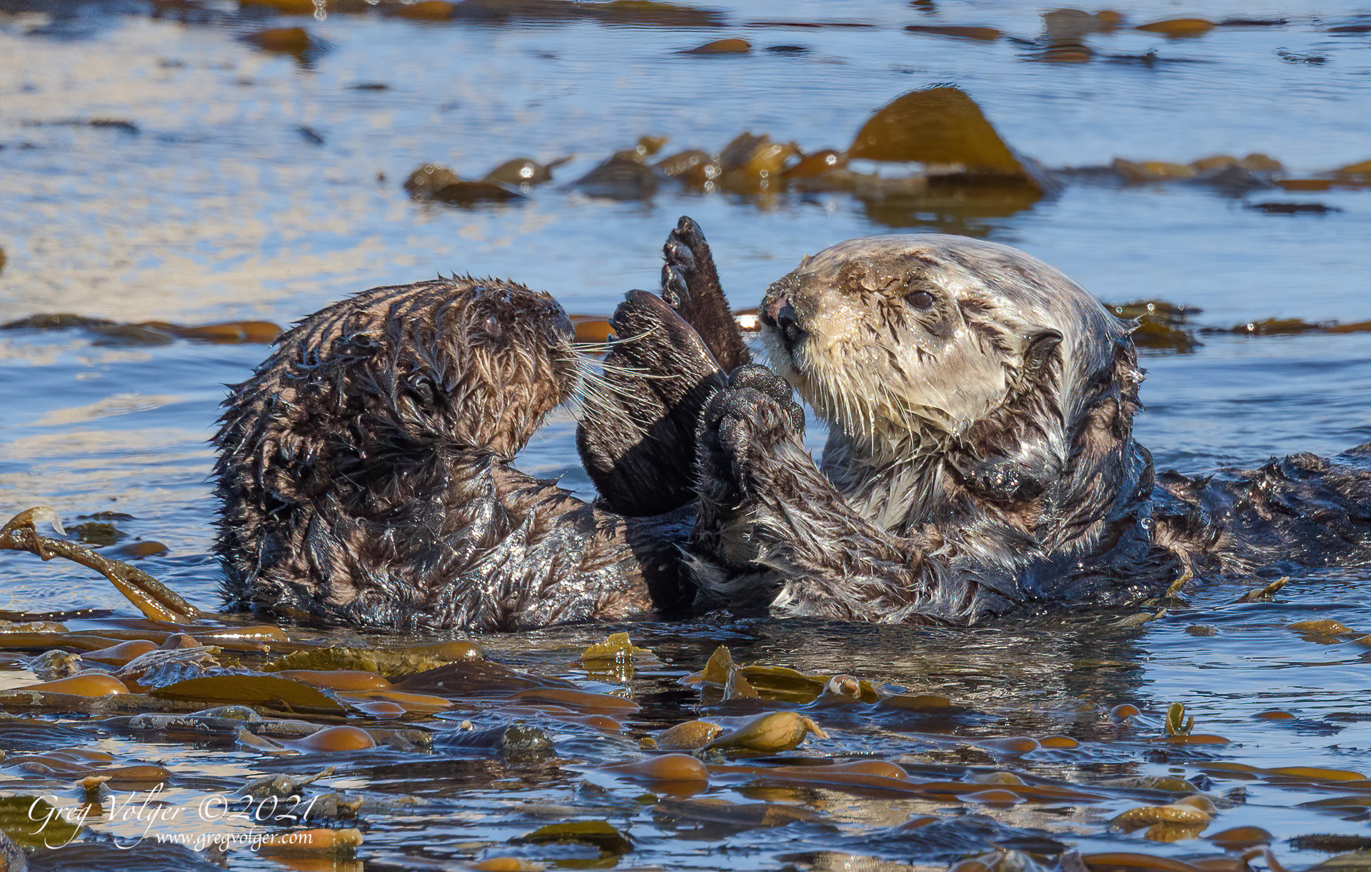Sea otter Morro Bay