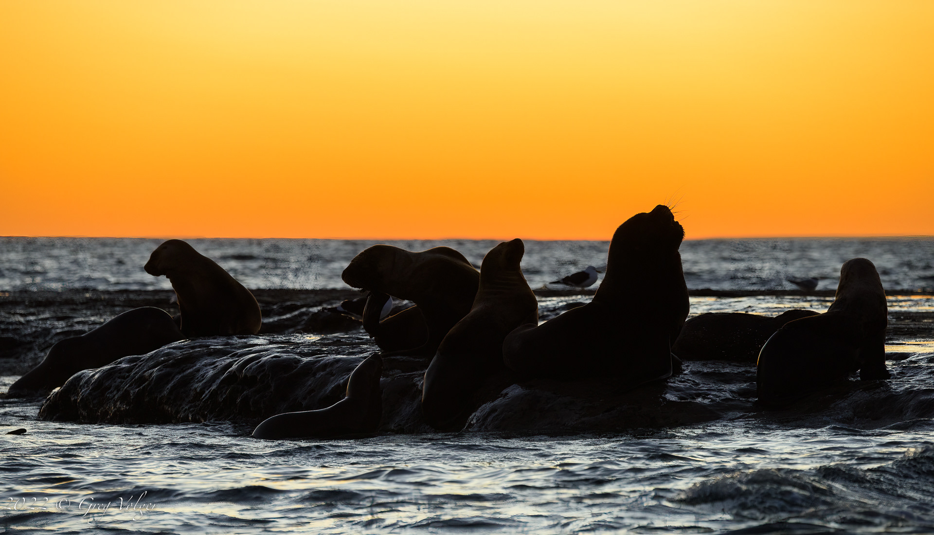 Southern Sea Lions