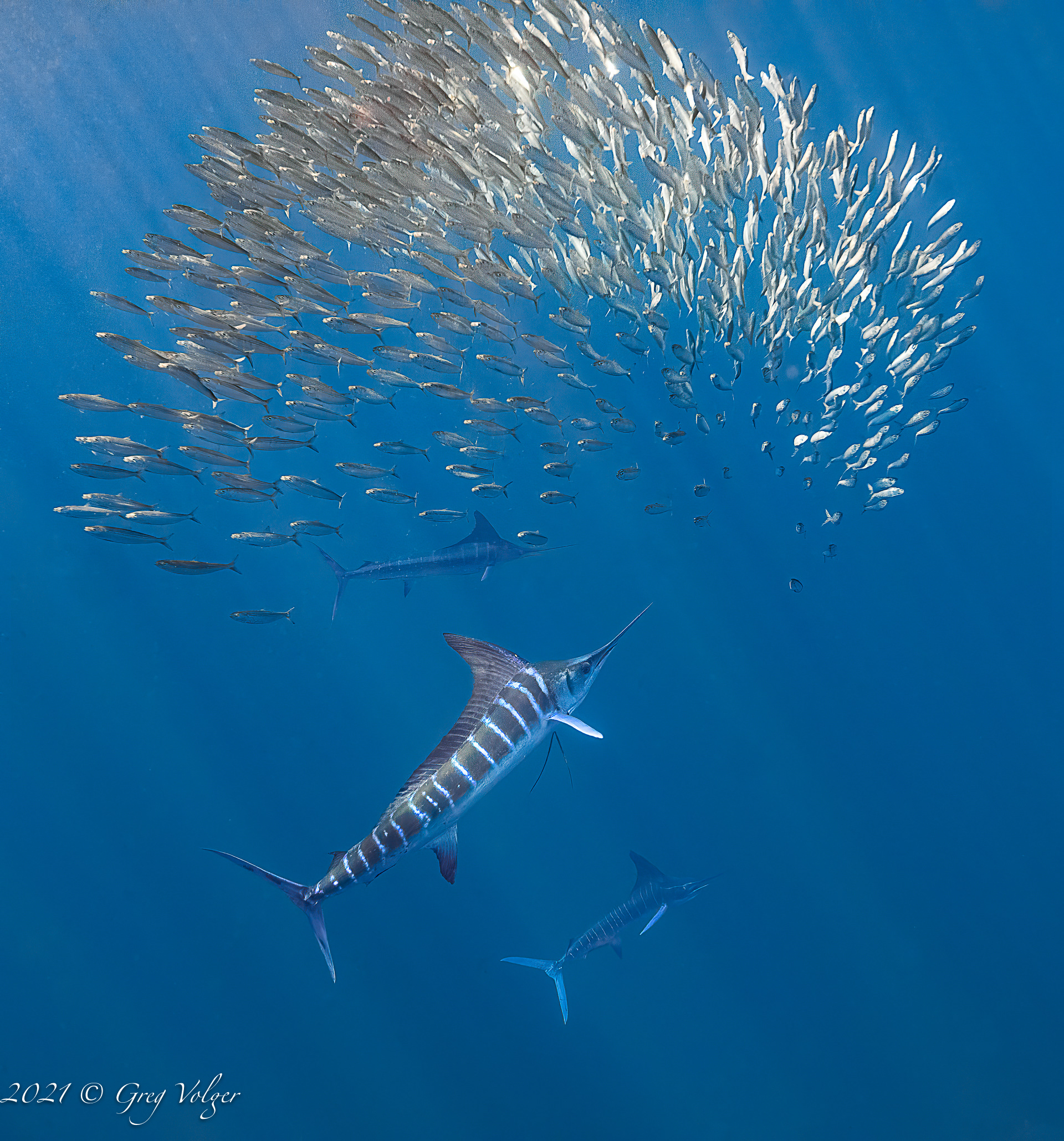 Magdalena Bay, Striped Marlin