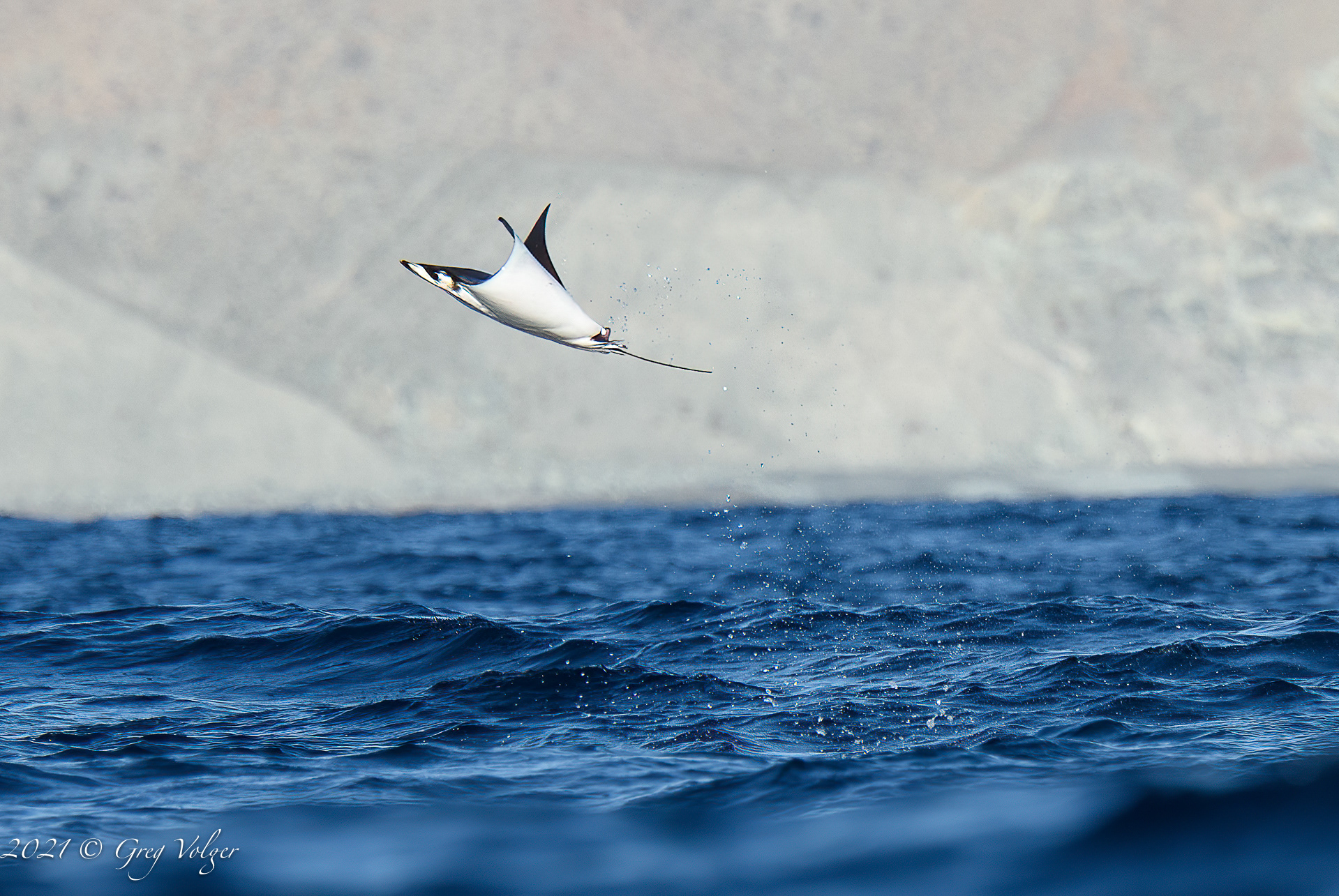 Magdalena Bay, Mobula