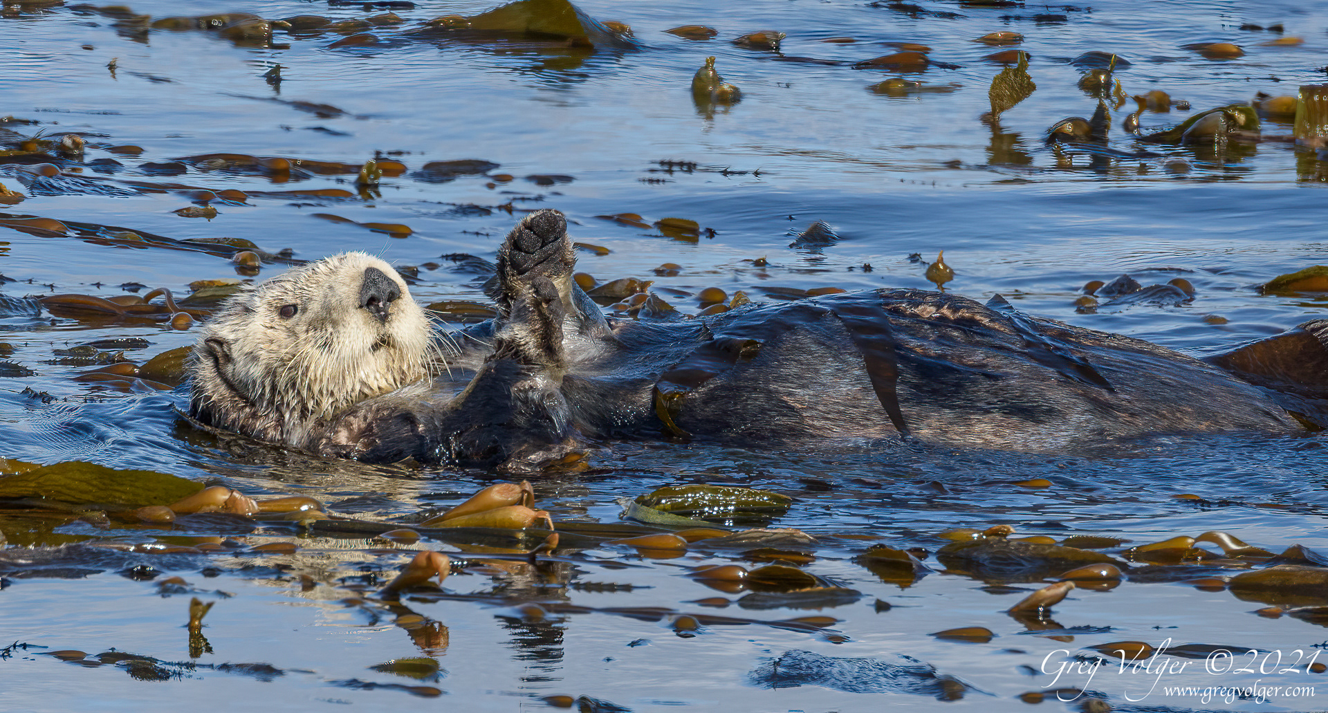 Sea otter Morro Bay