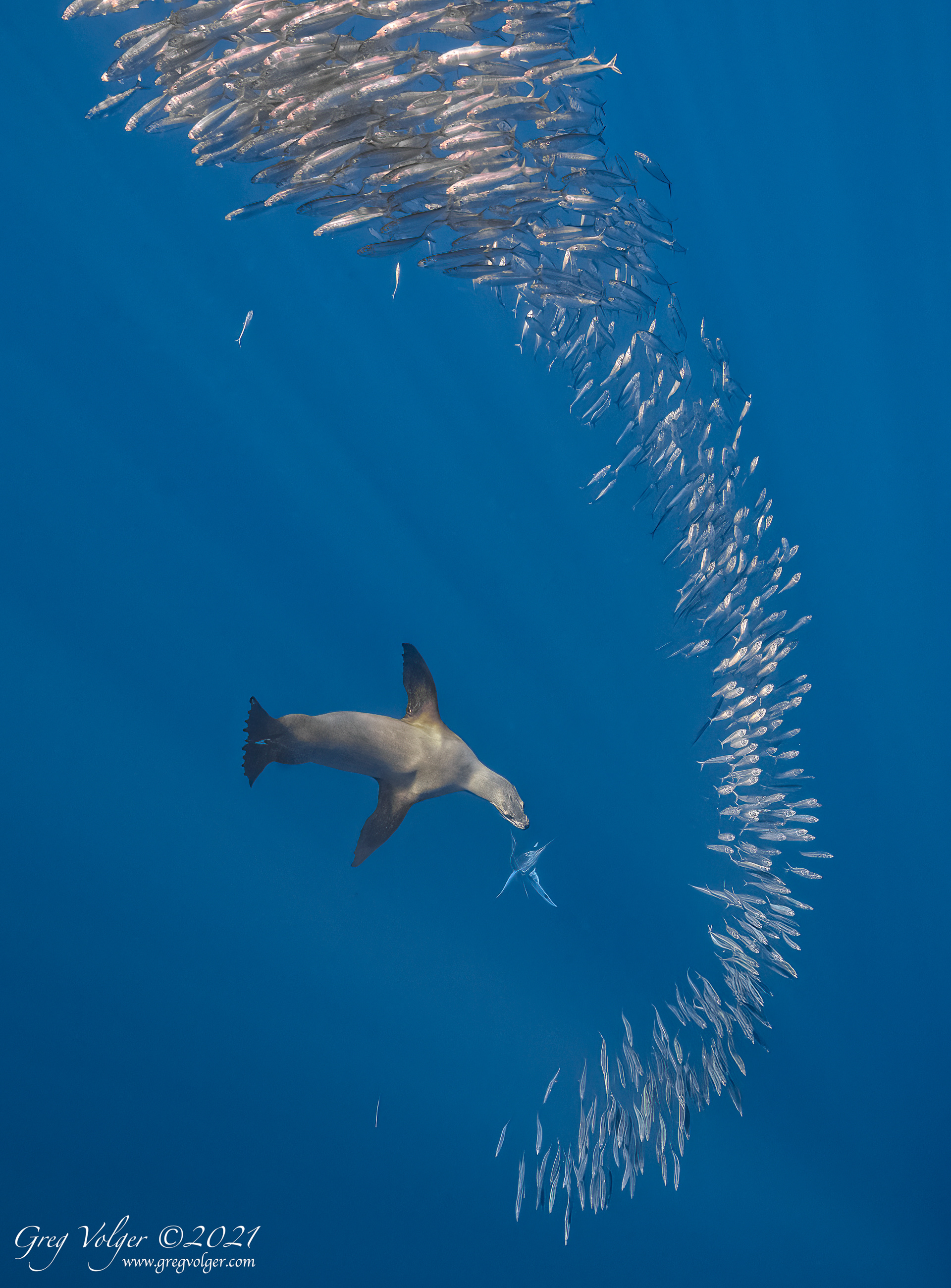 Magdalena Bay, Sea Lion