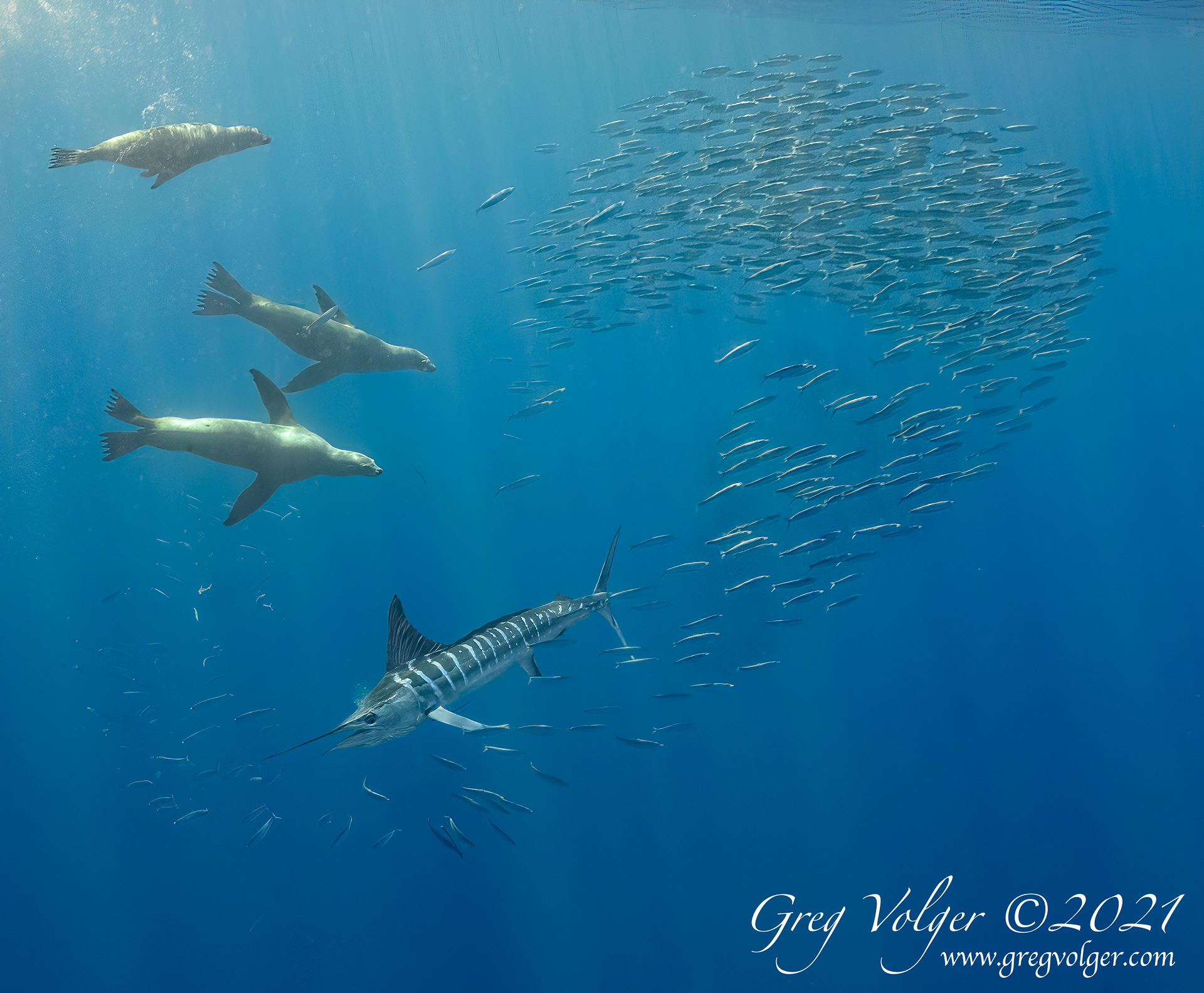 Magdalena Bay, Striped Marlin & Sea Lions