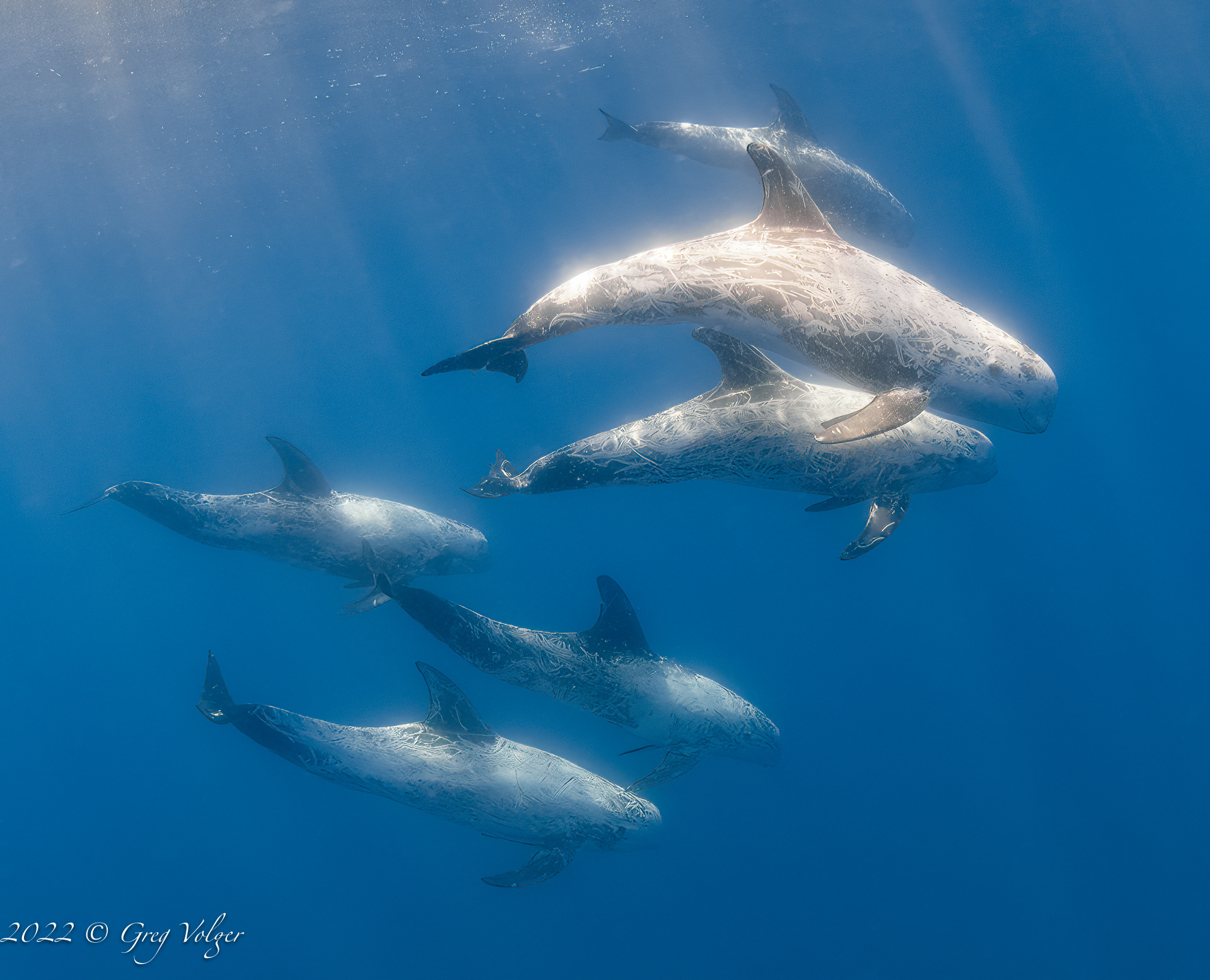 Risso Dolphins