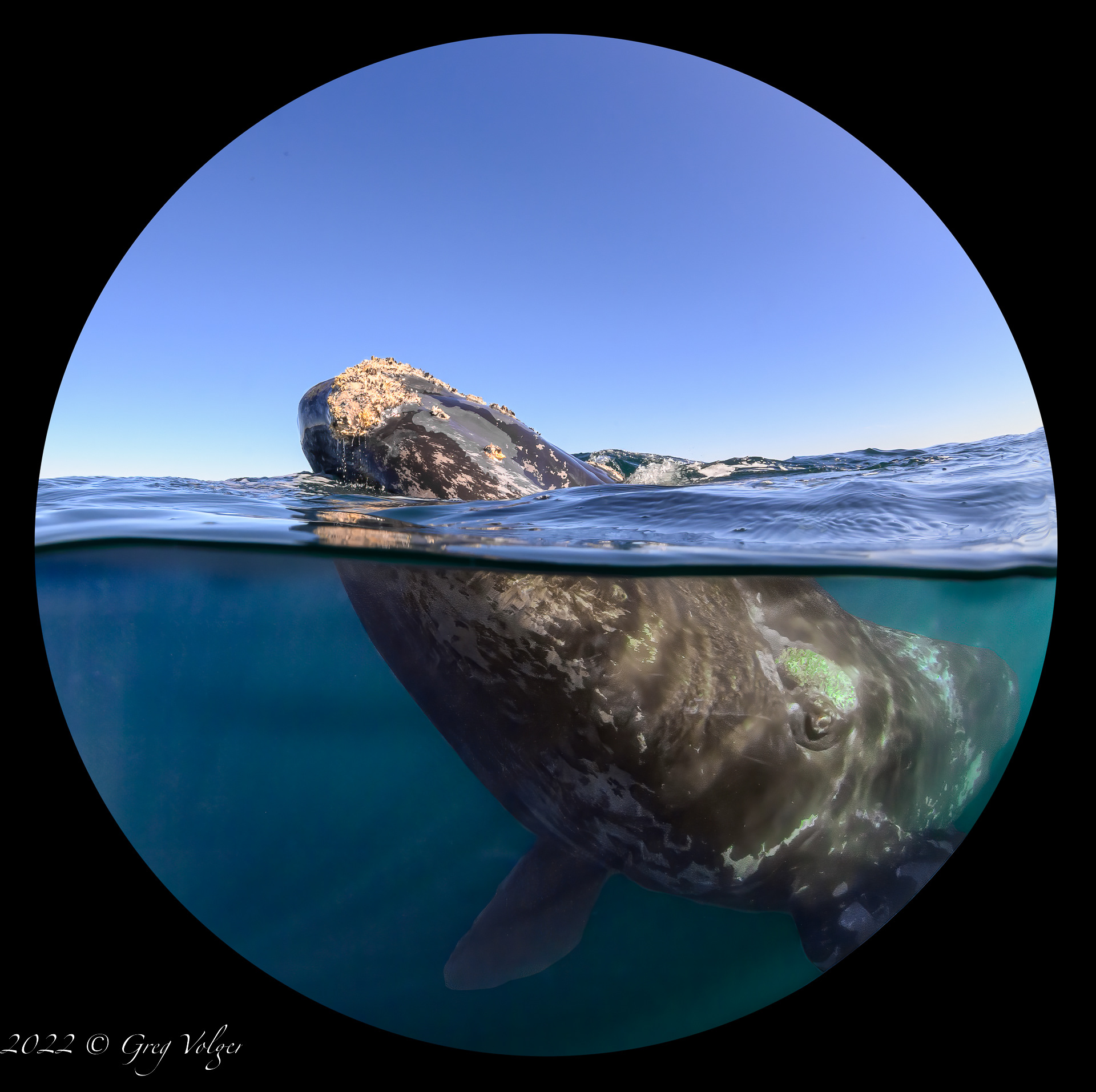 Southern Right Whale