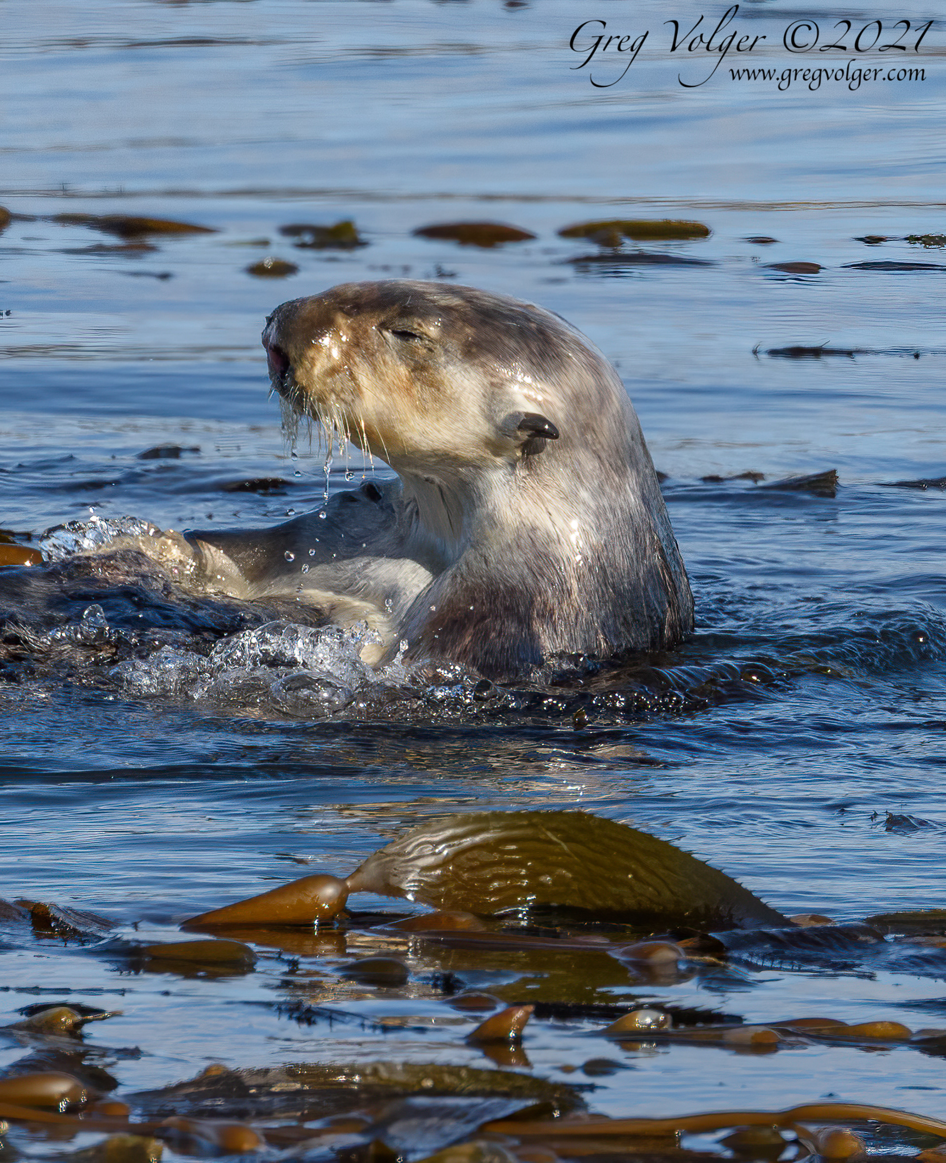 Sea otter Morro Bay