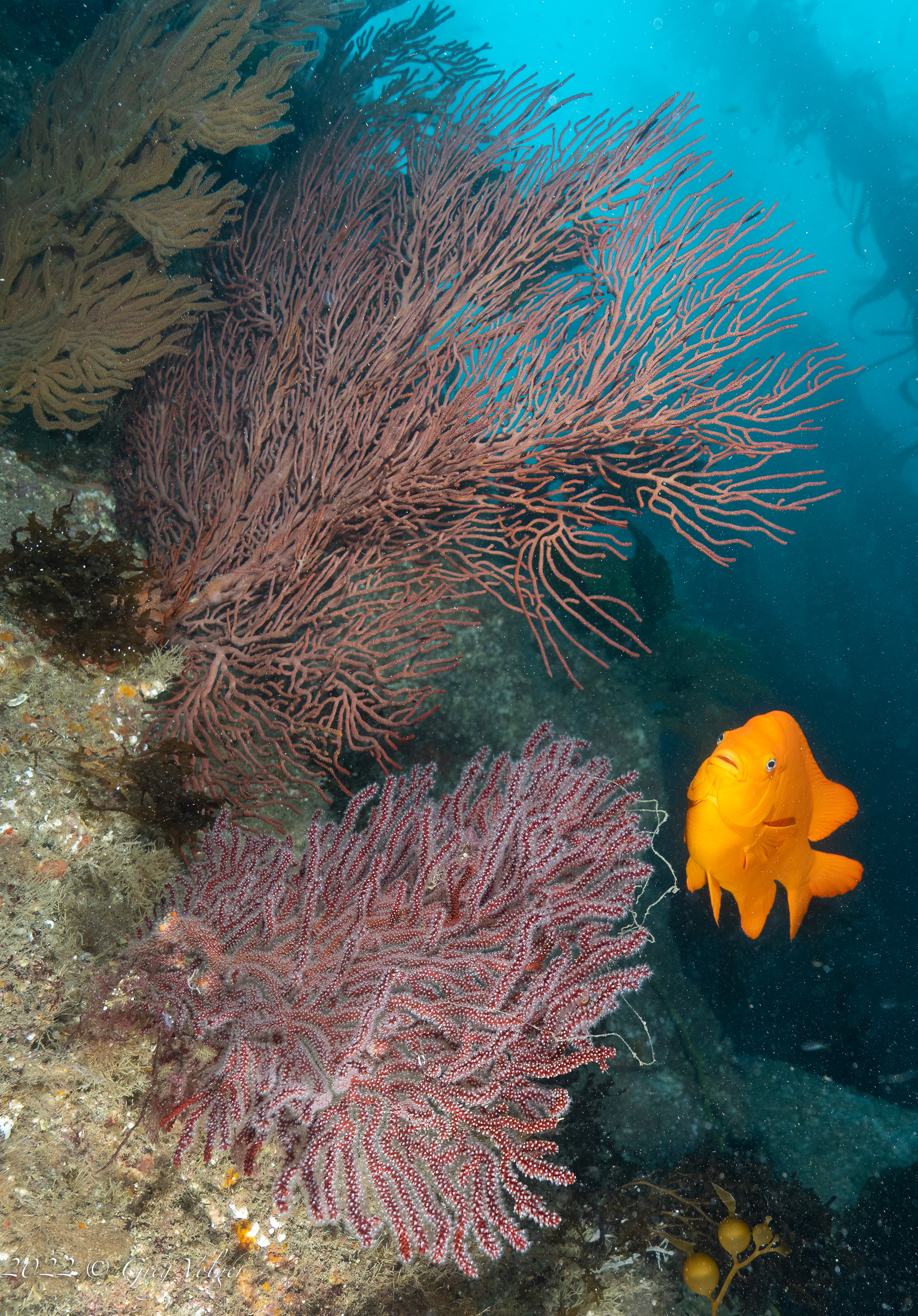 Garibaldi & Sea Fans