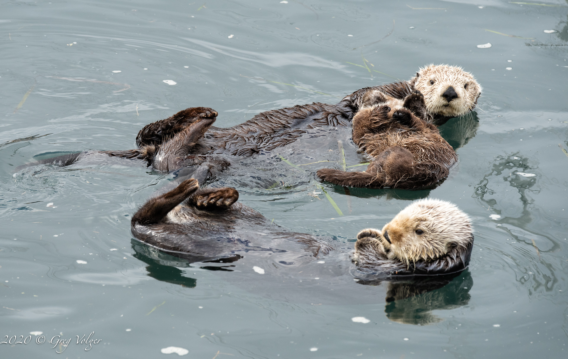 Sea Otters - Morro Bay