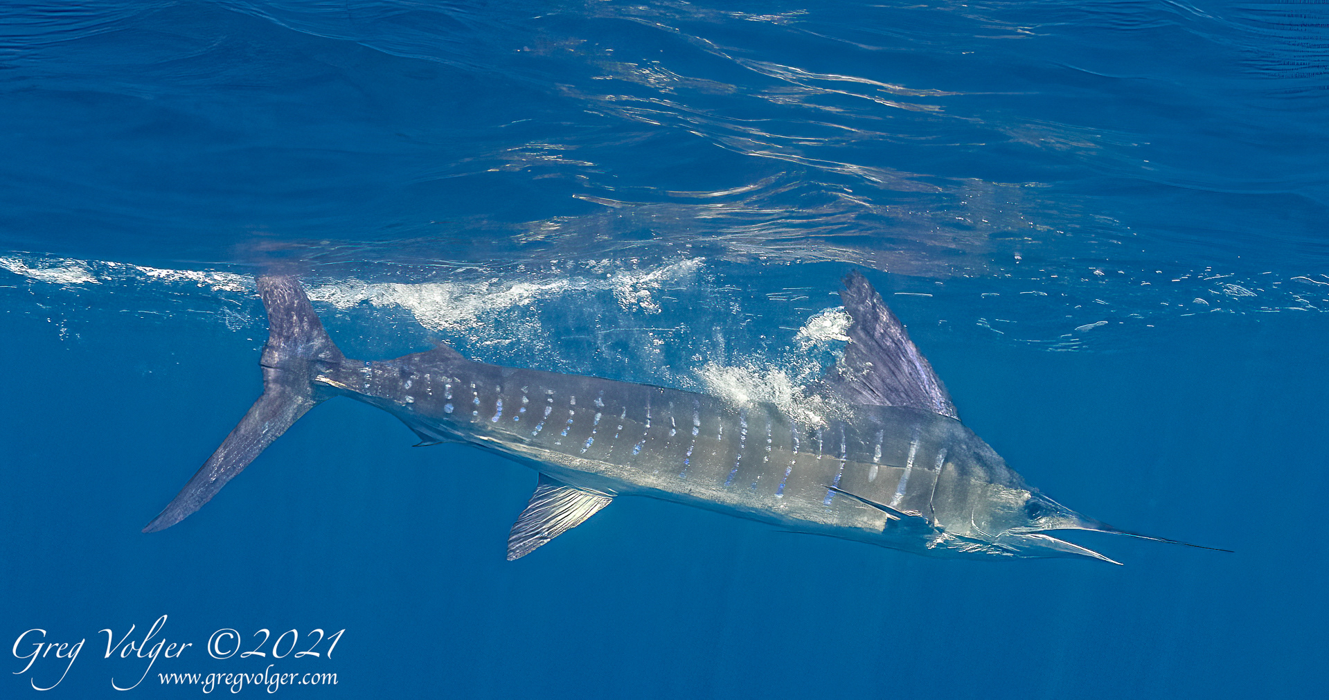 Magdalena Bay, Striped Marlin