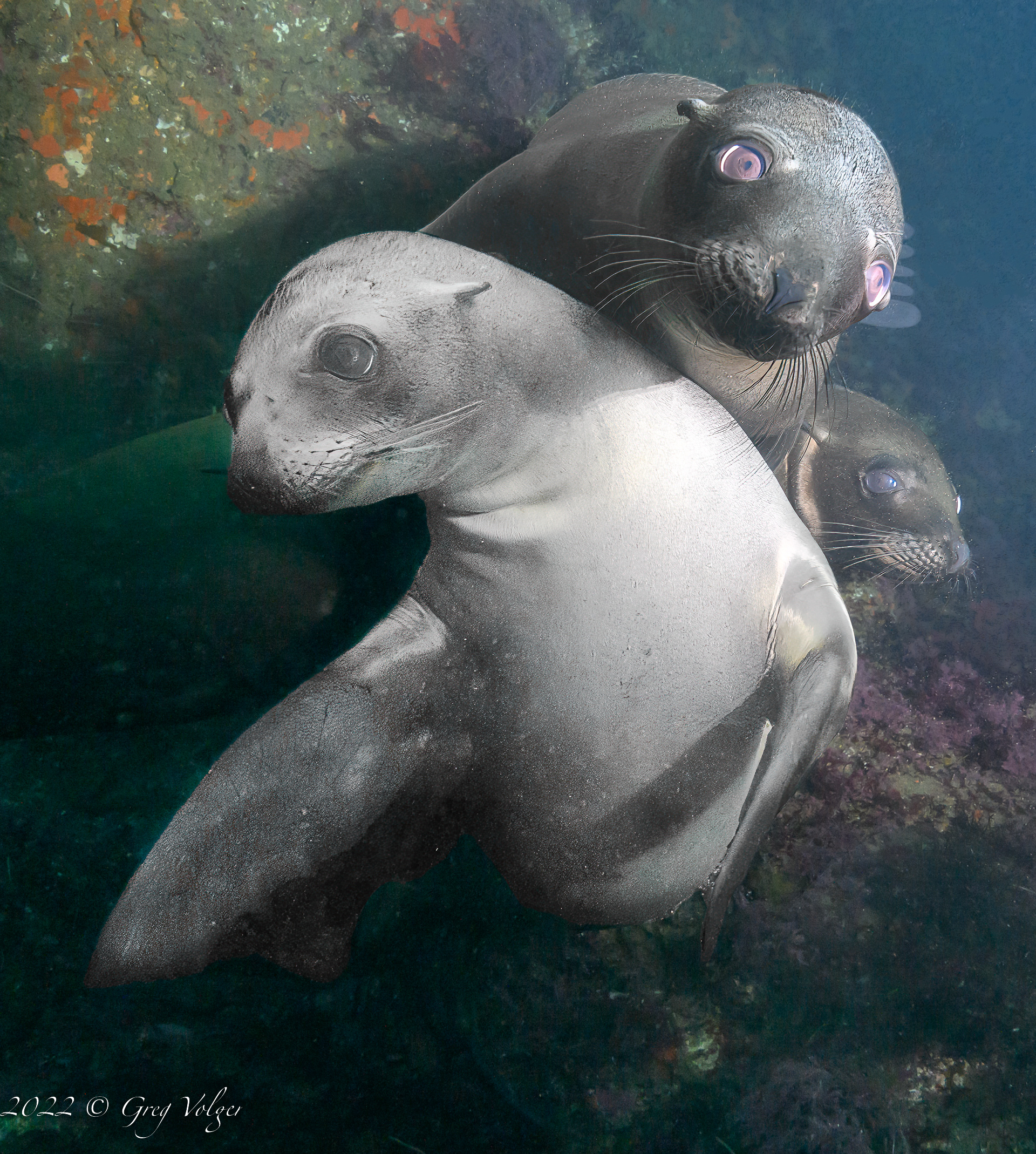 Sea Lions Santa Barbara Island