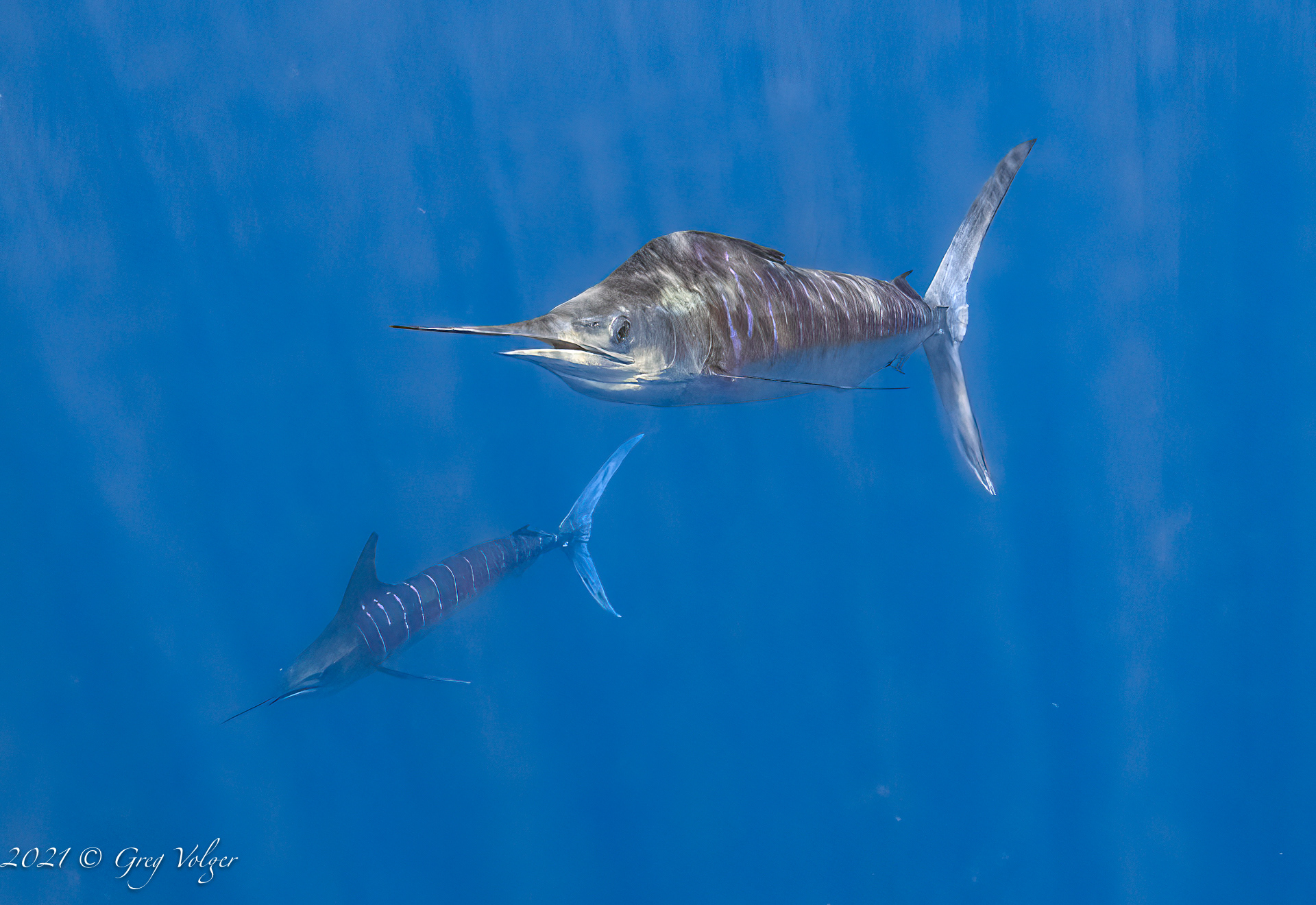 Magdalena Bay, Striped Marlin