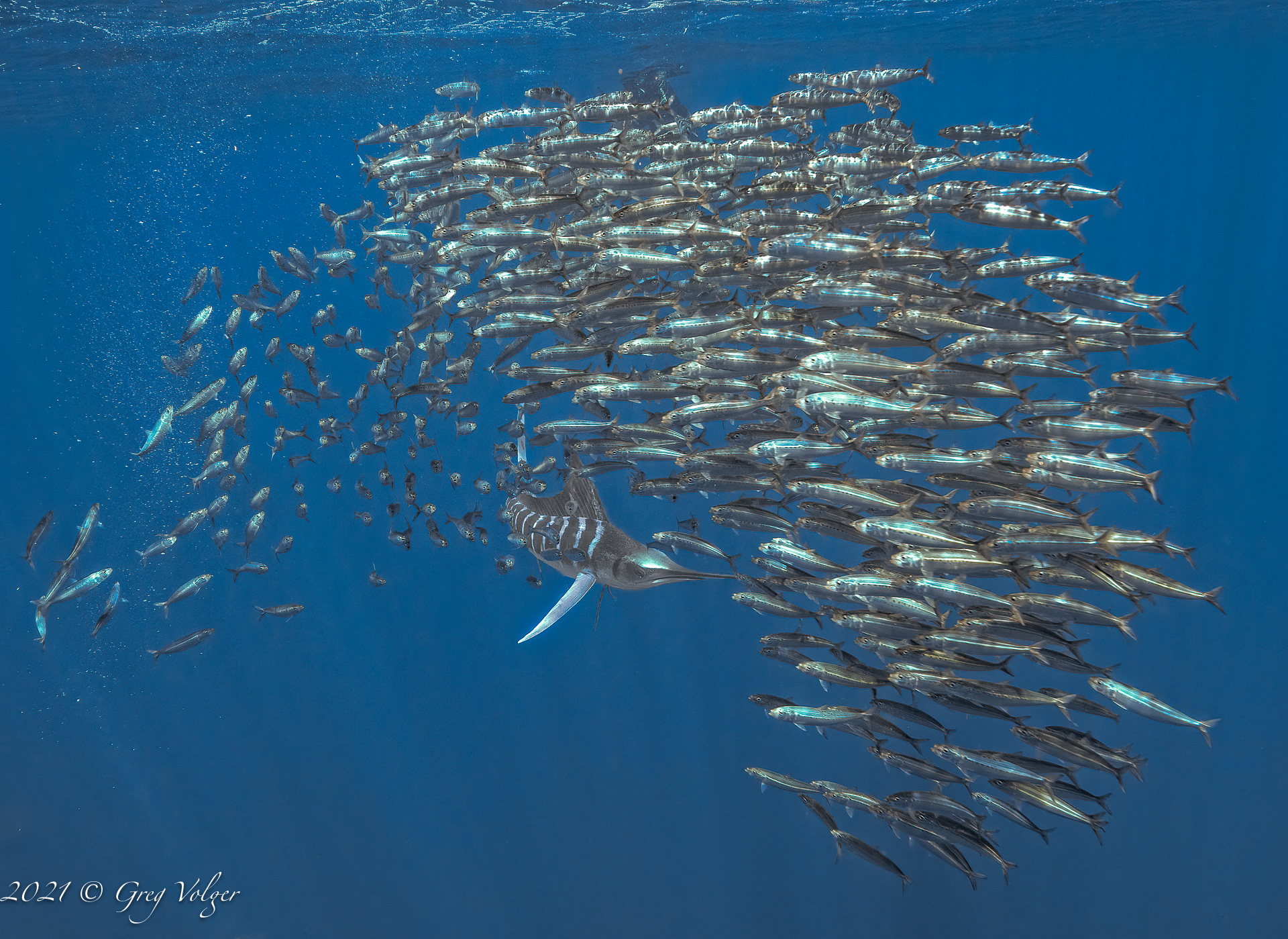 Magdalena Bay, Striped Marlin