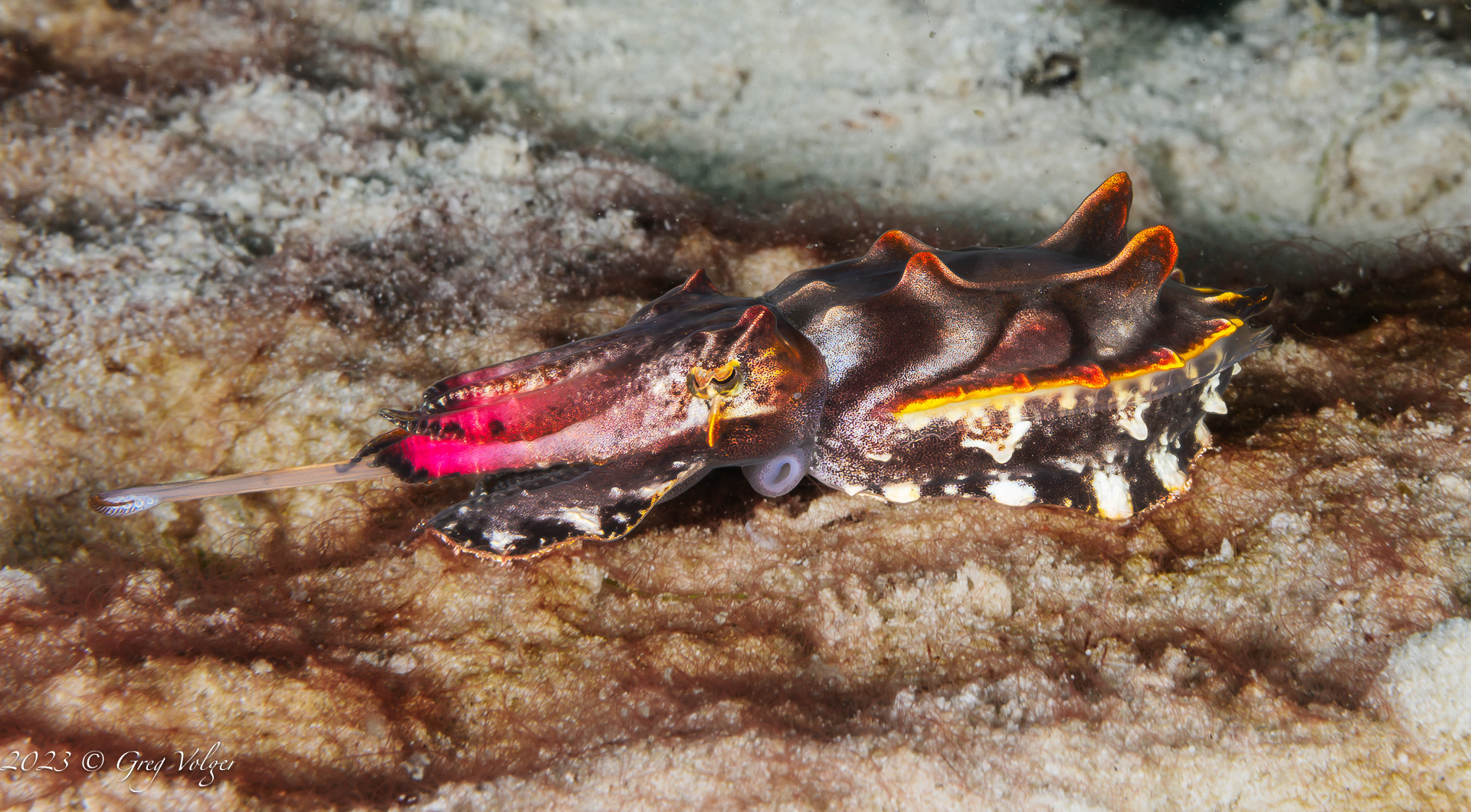 Flamboyant Cuttlefish