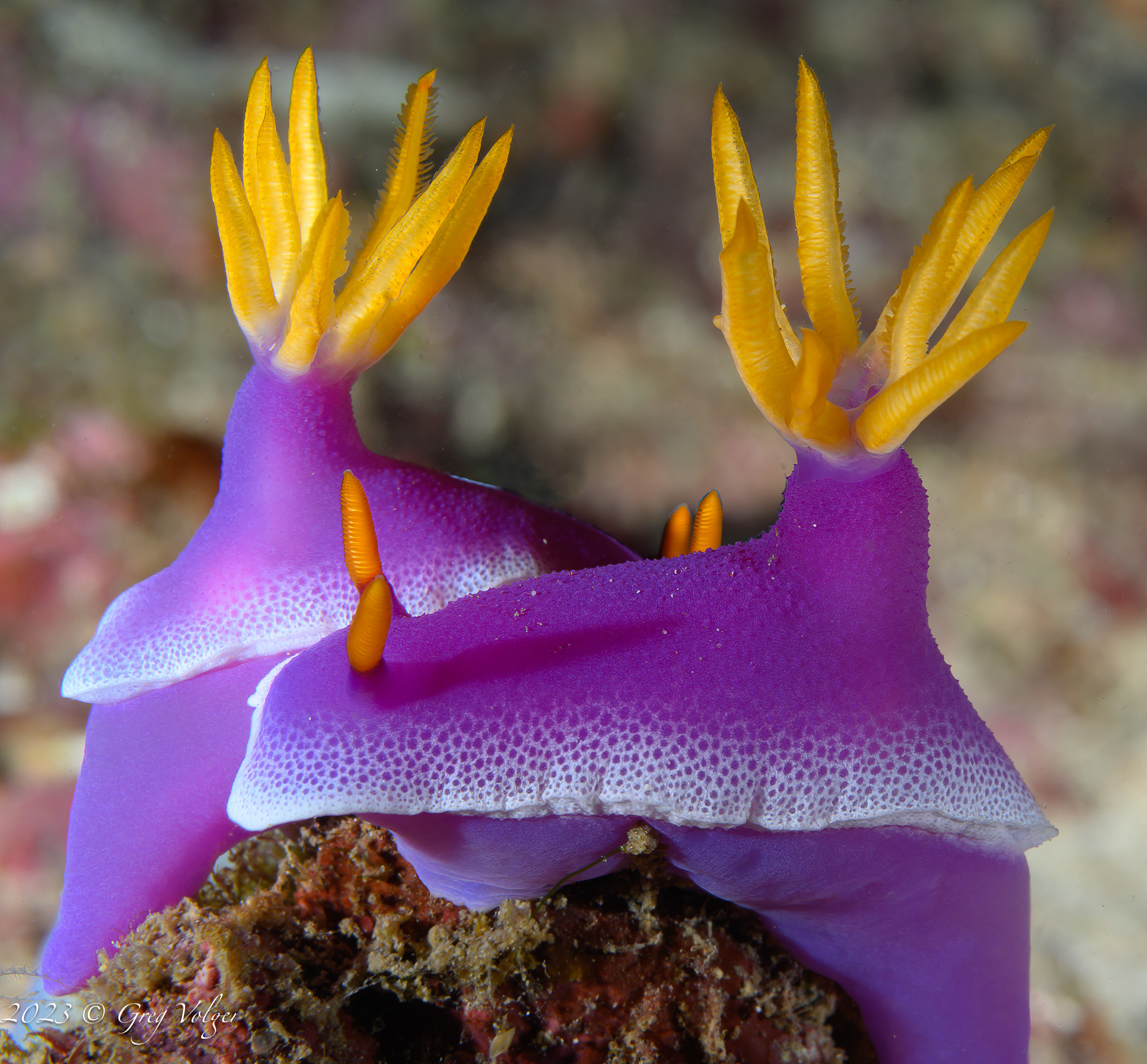 Nudibranch
