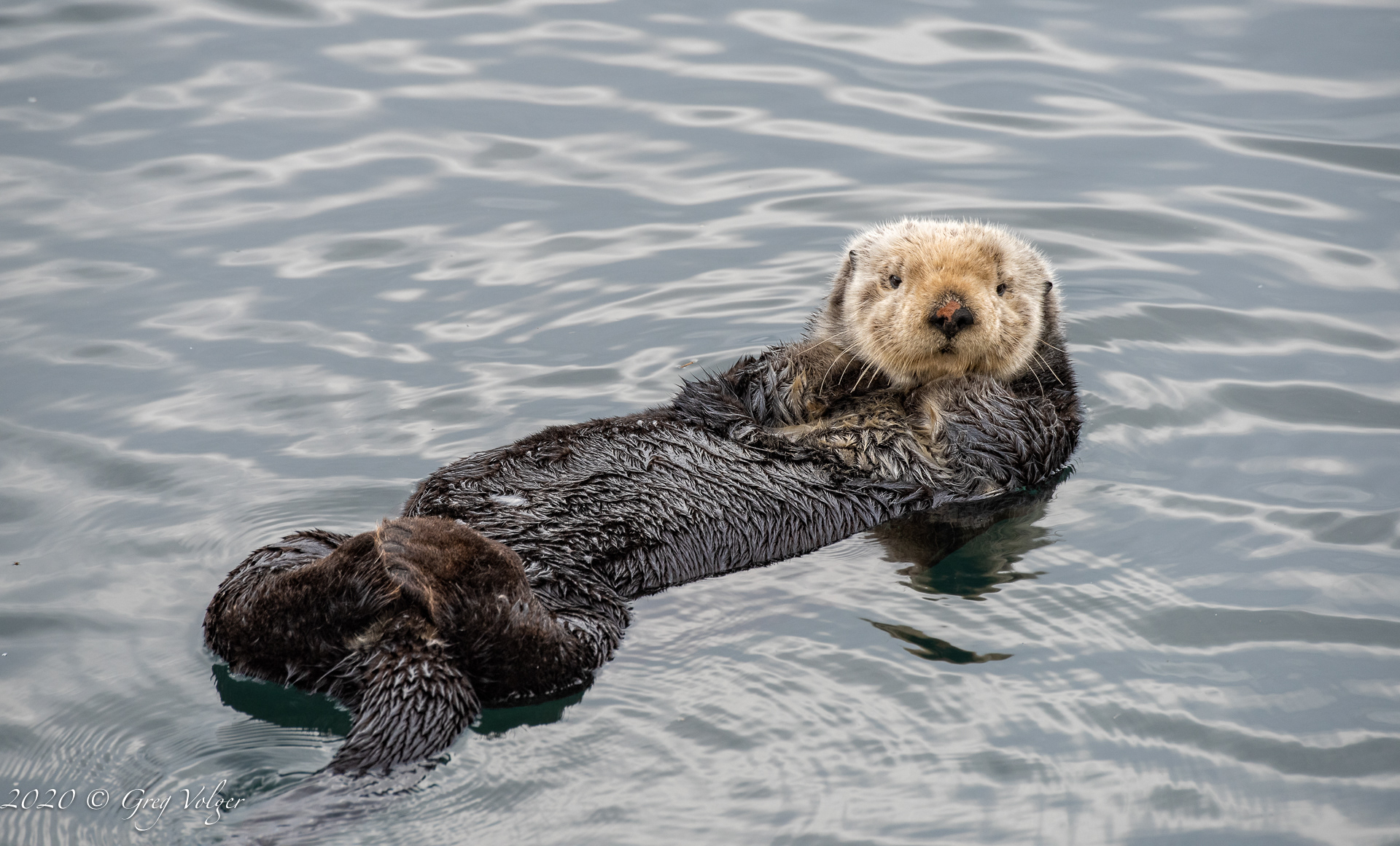 Sea Otter - Morro Bay