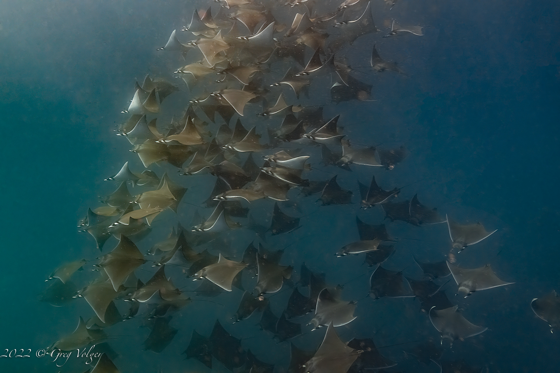 Mobulas in Magdalena Bay