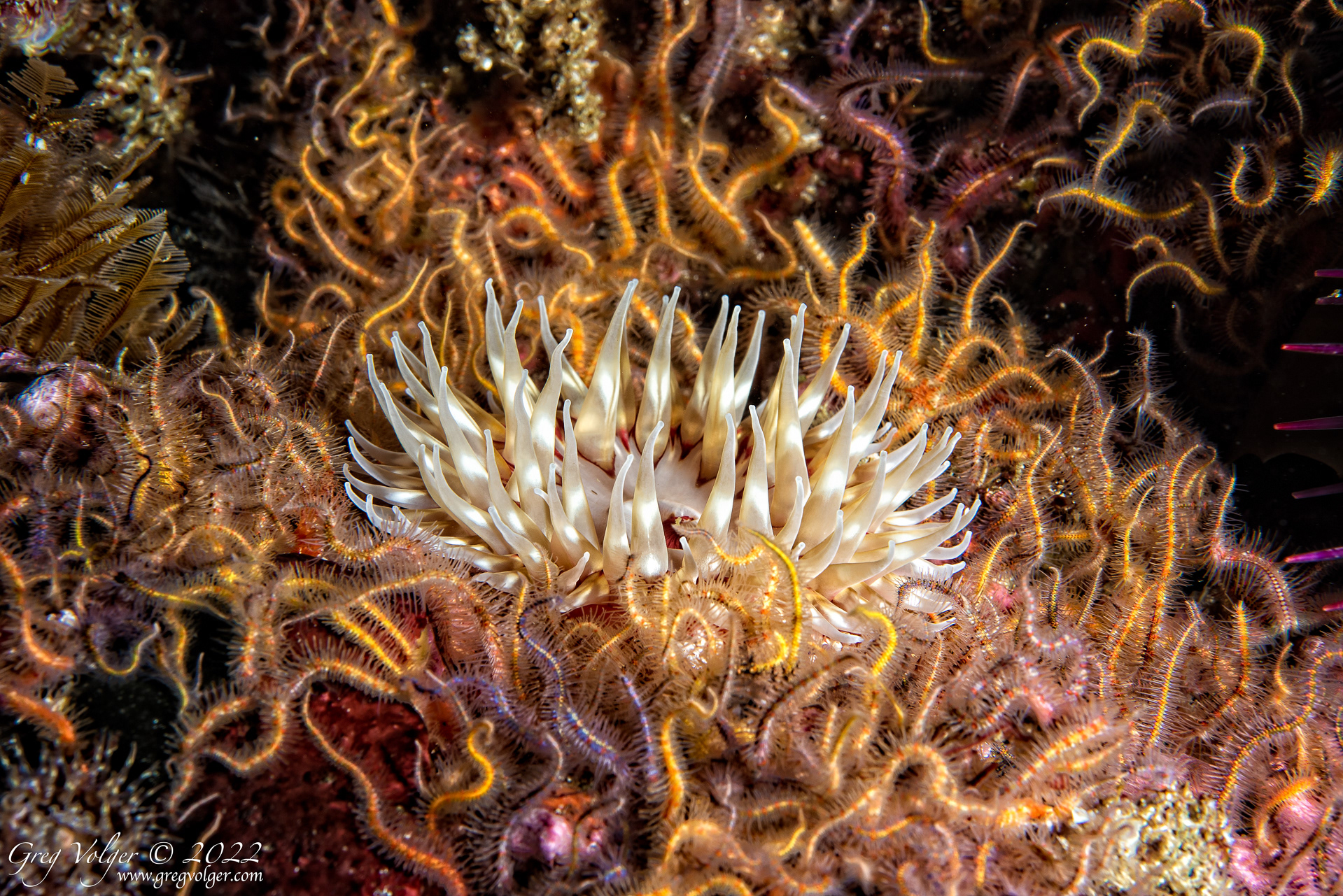 Santa Barbara island