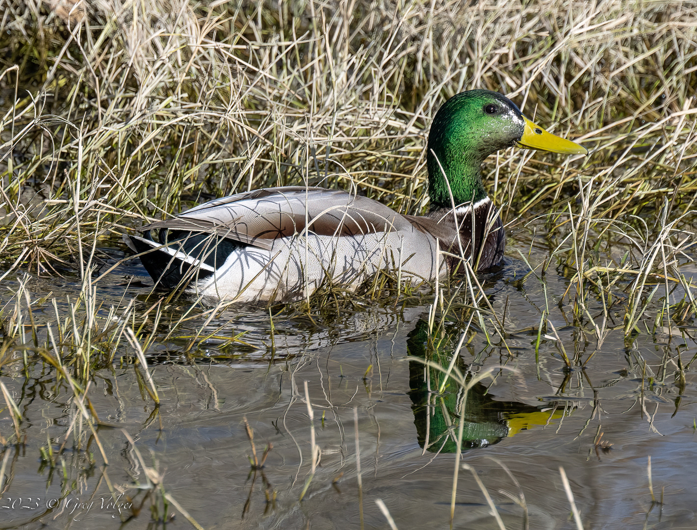 Mallard duck