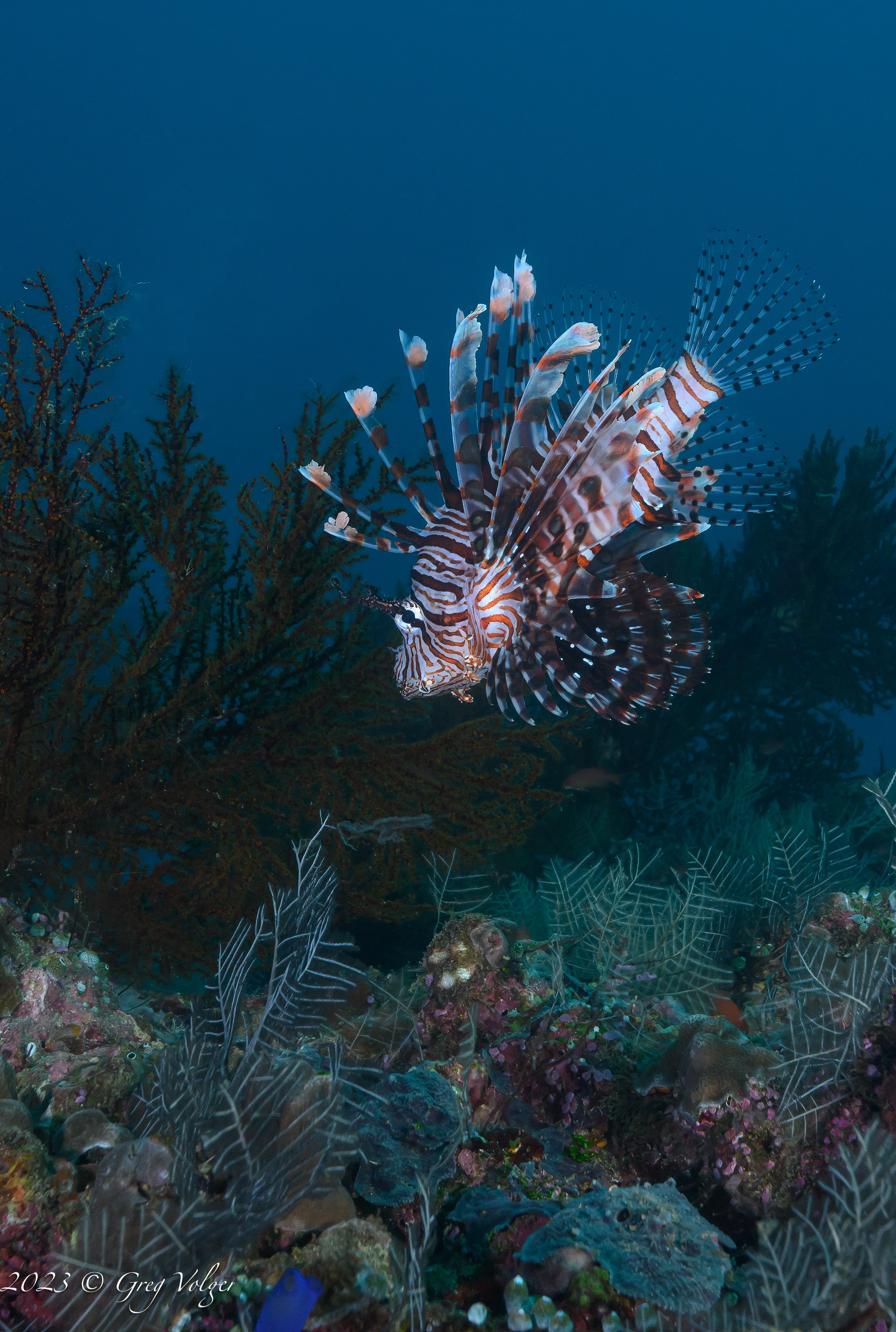 Lion Fish