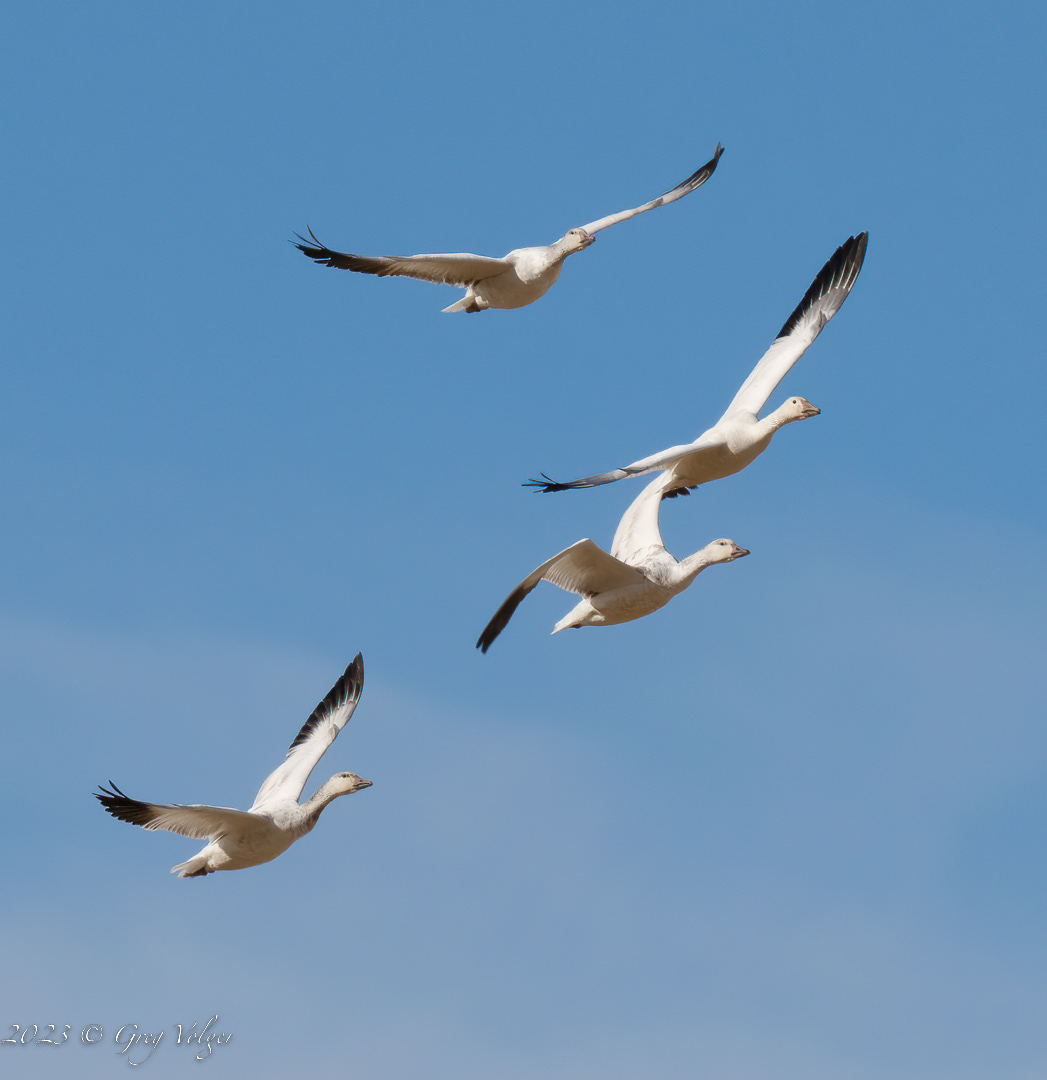 Canadian Snow geese