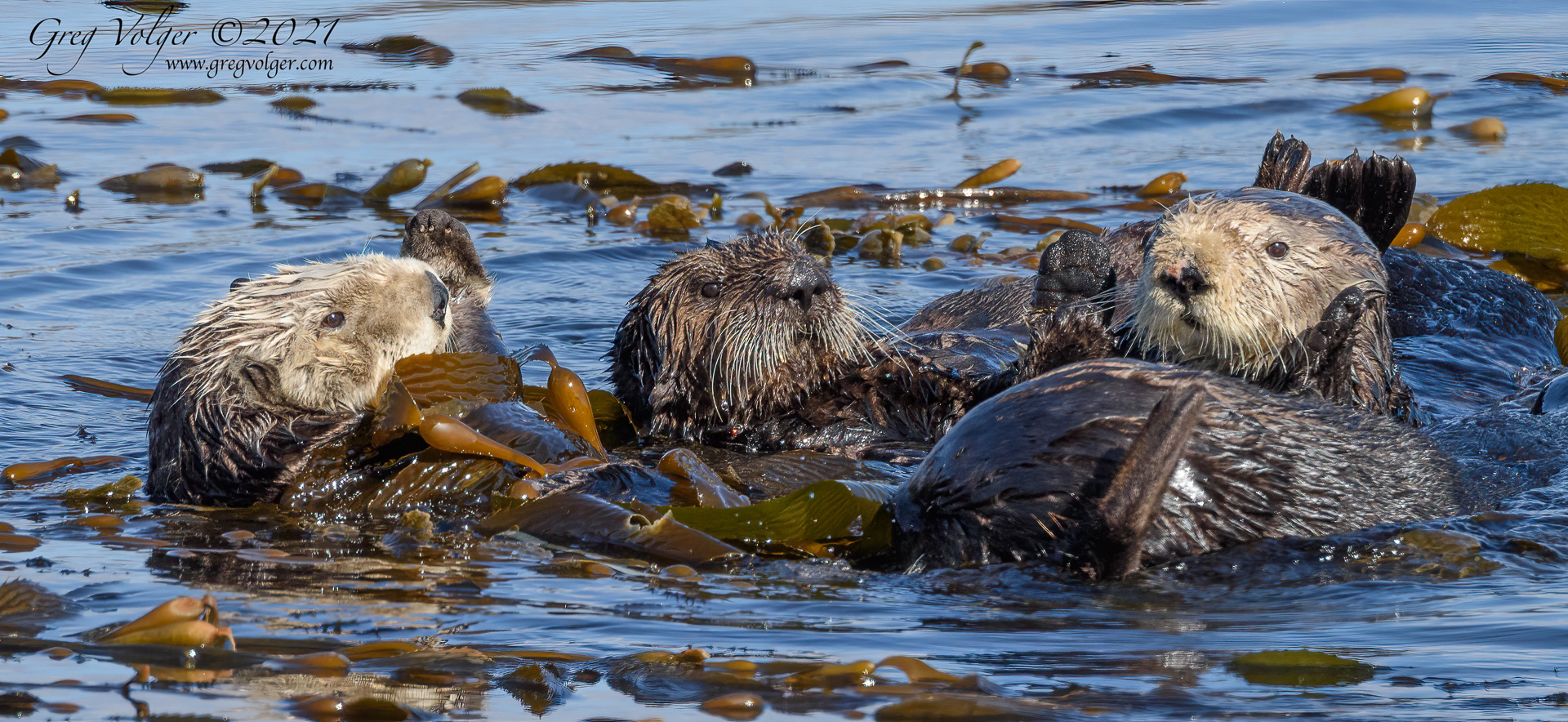 Sea otter Morro Bay
