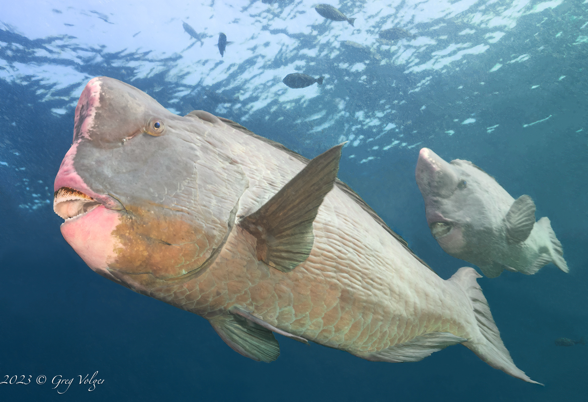 Green humphead parrotfish
