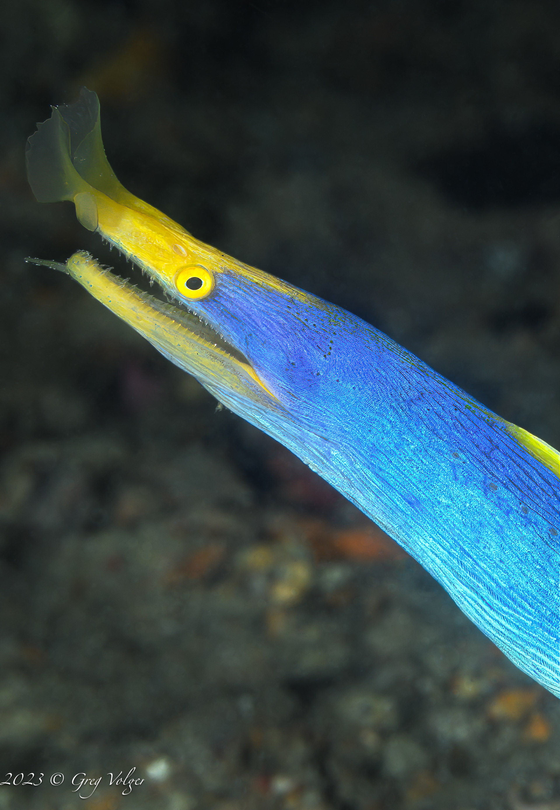 Blue Ribbon Eel