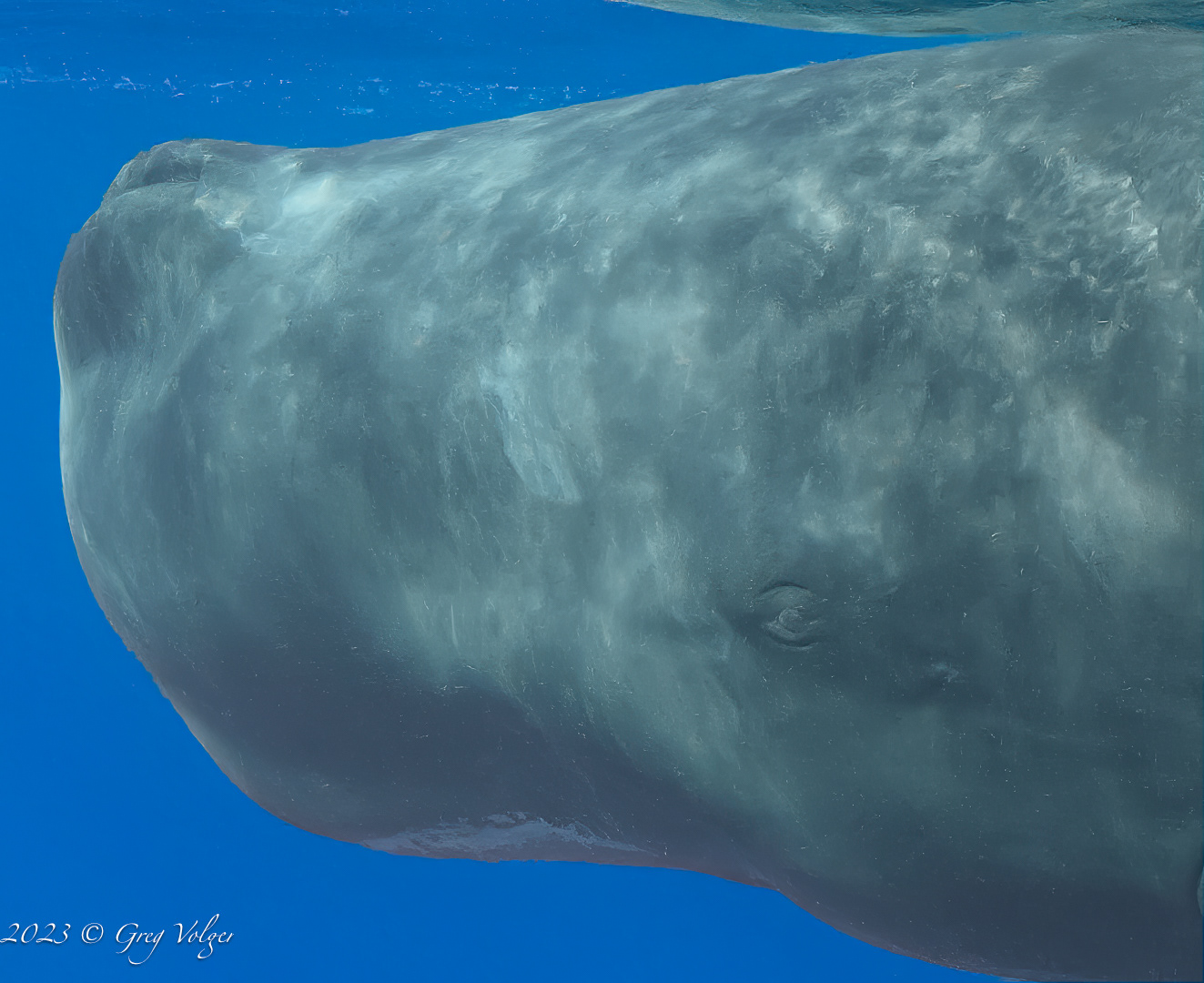 Sperm whale