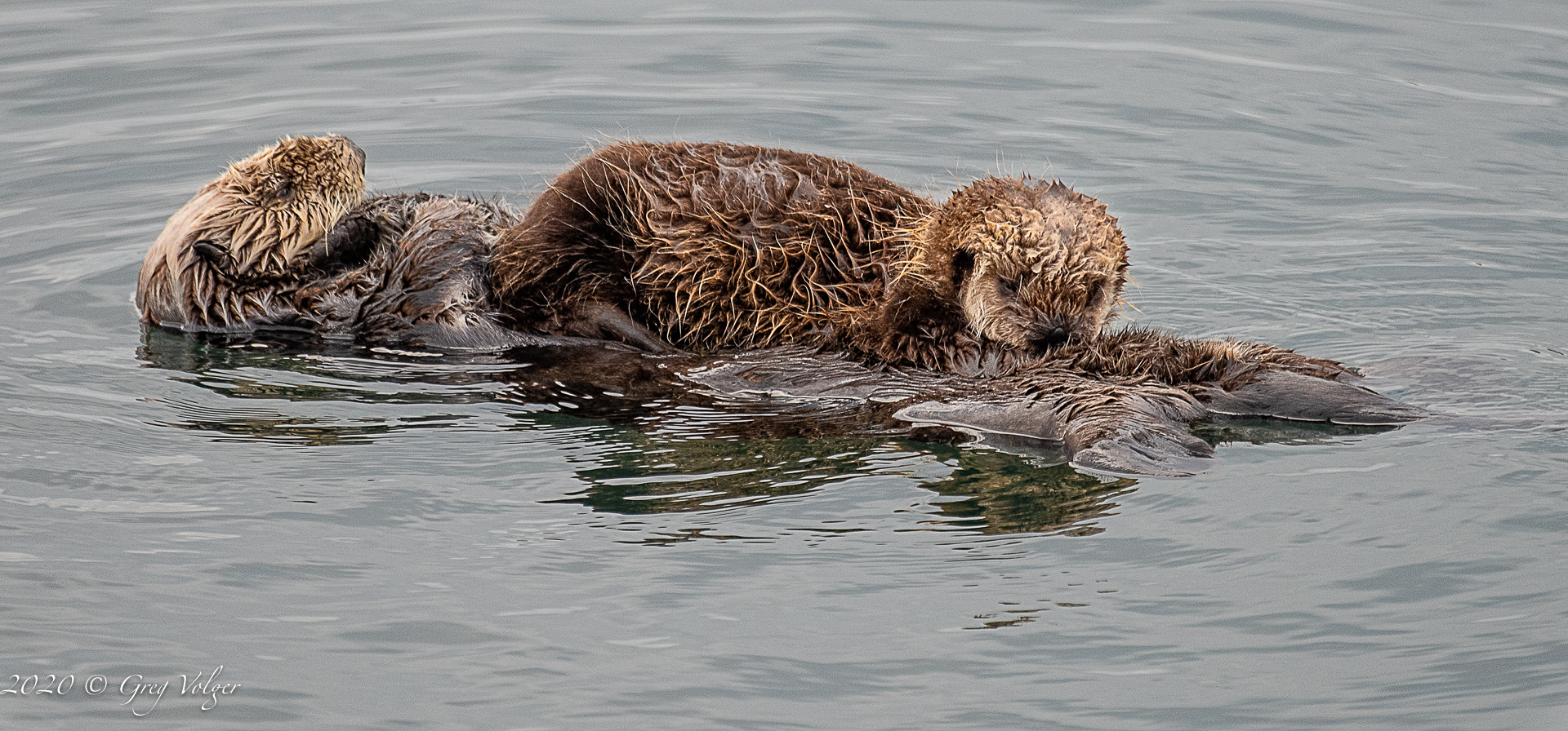 Sea Otters - Morro Bay