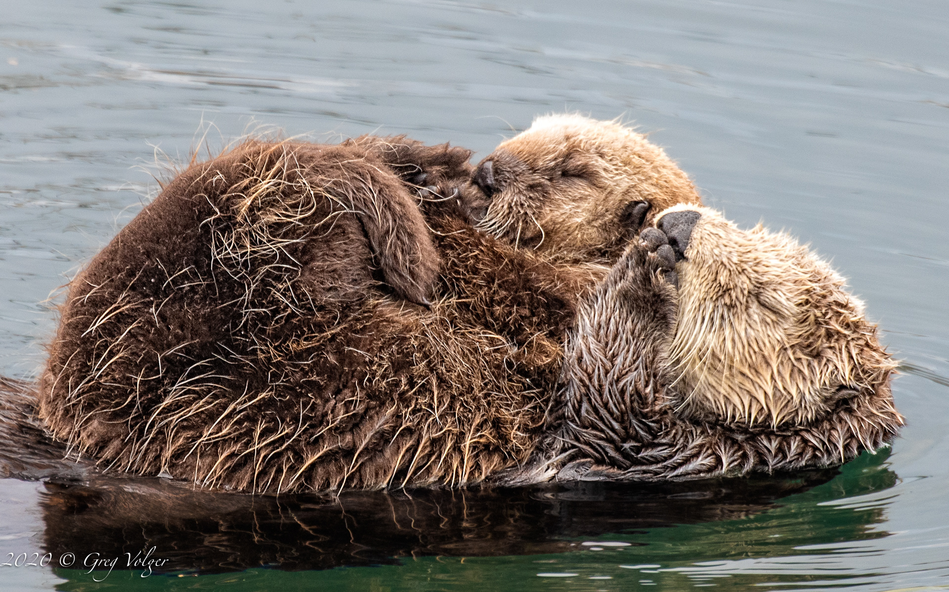 Sea Otters - Morro Bay