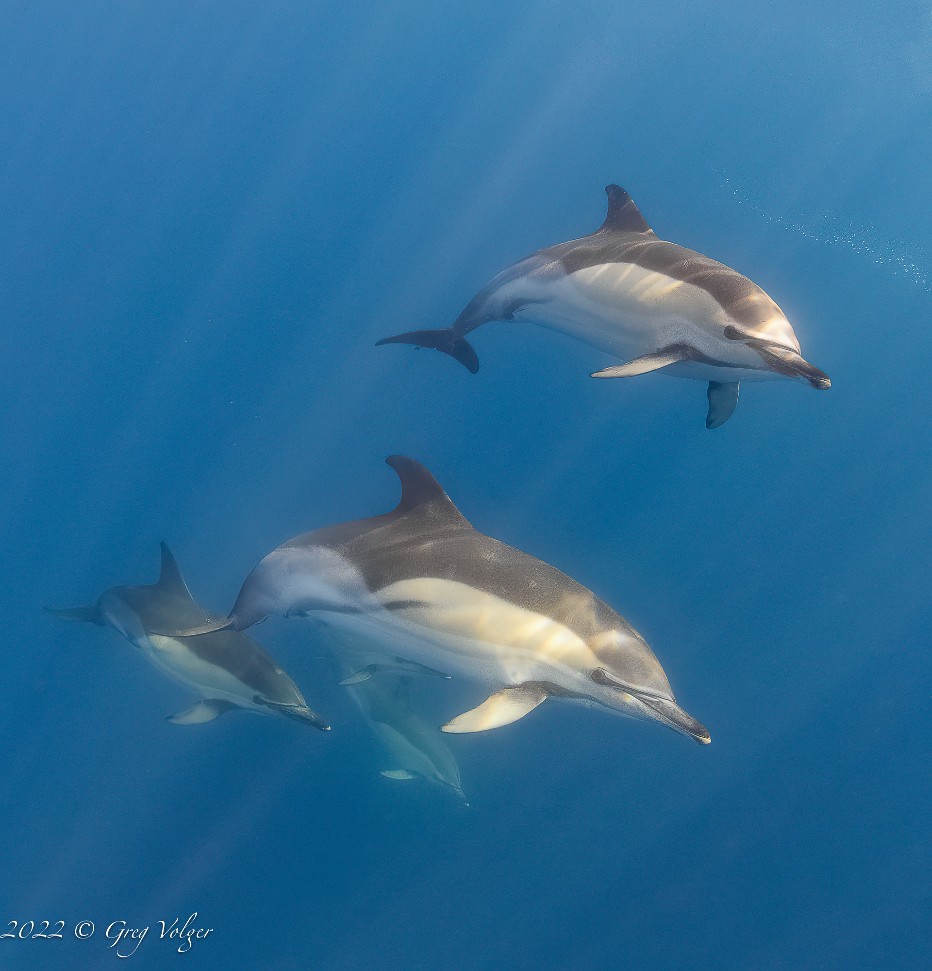 Common dolphin