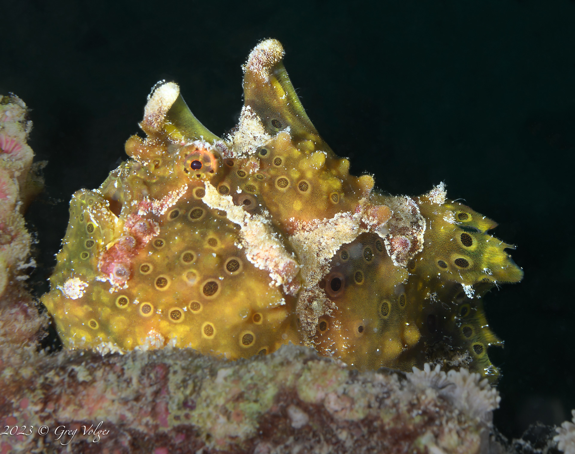 Frog fish