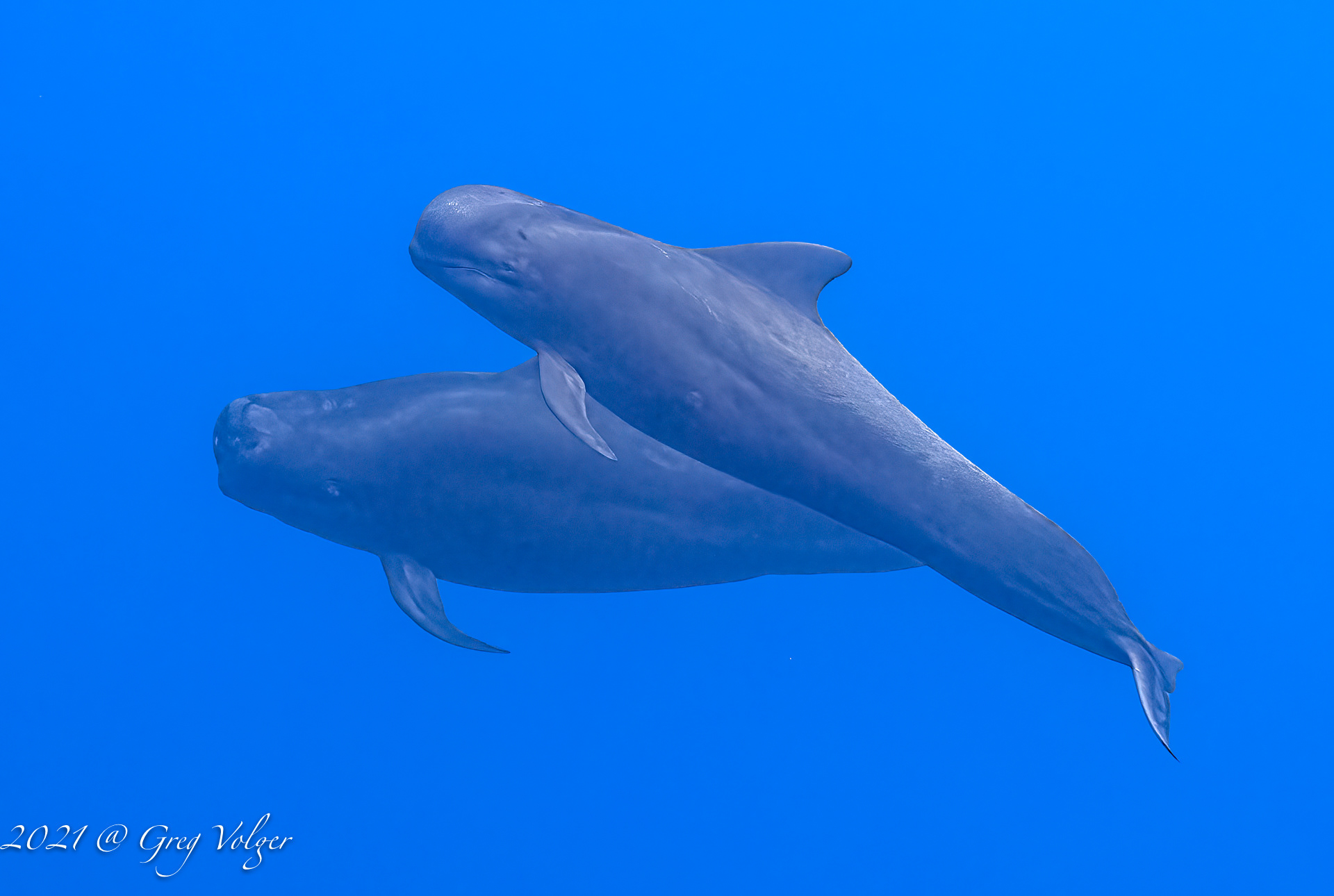 Short-finned pilot whales