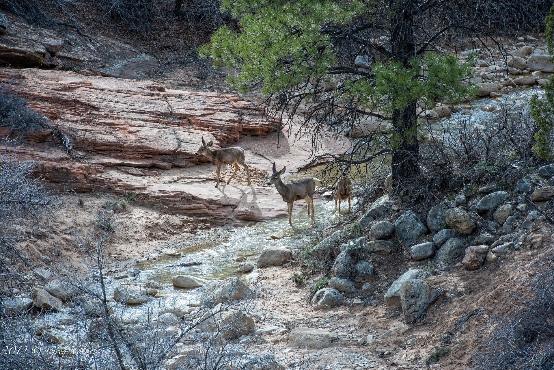 Mule Deer in Zion