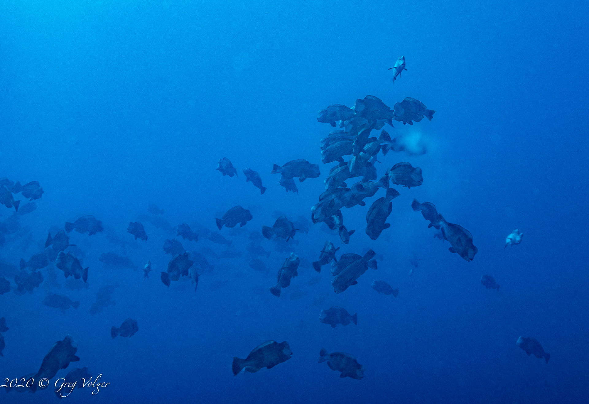Mating Bumphead Parrot fish
