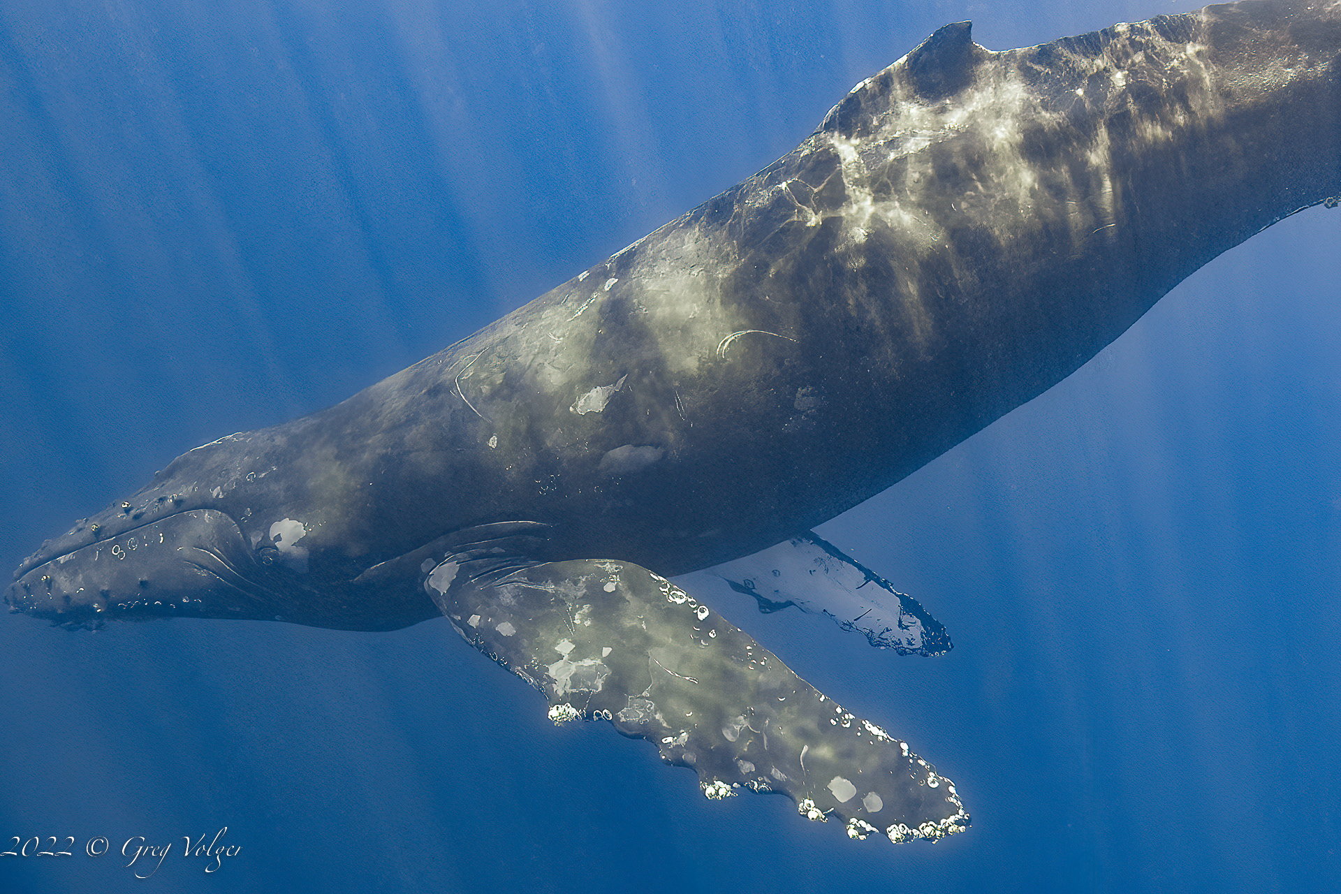 Humpback whale Cabo San Lucas