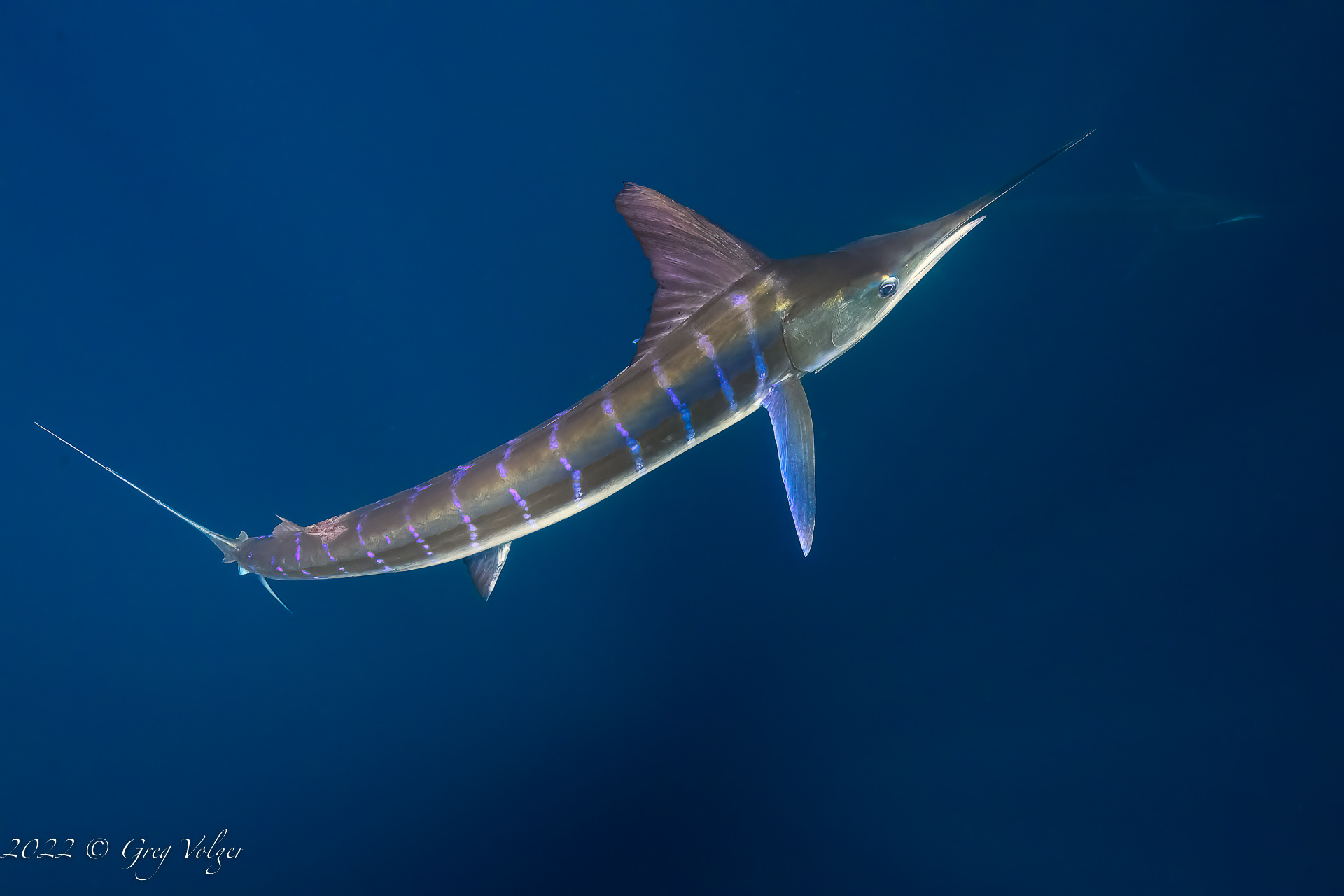 Marlin Magdalena Bay