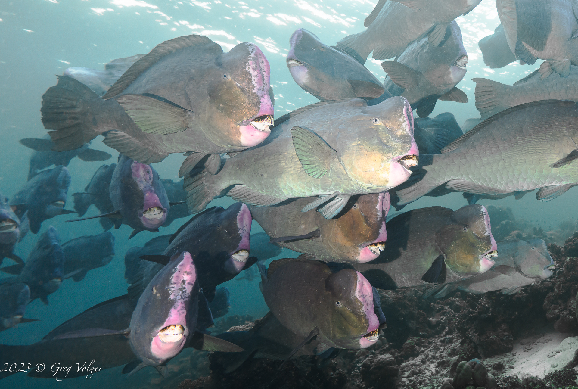 Green humphead parrotfish