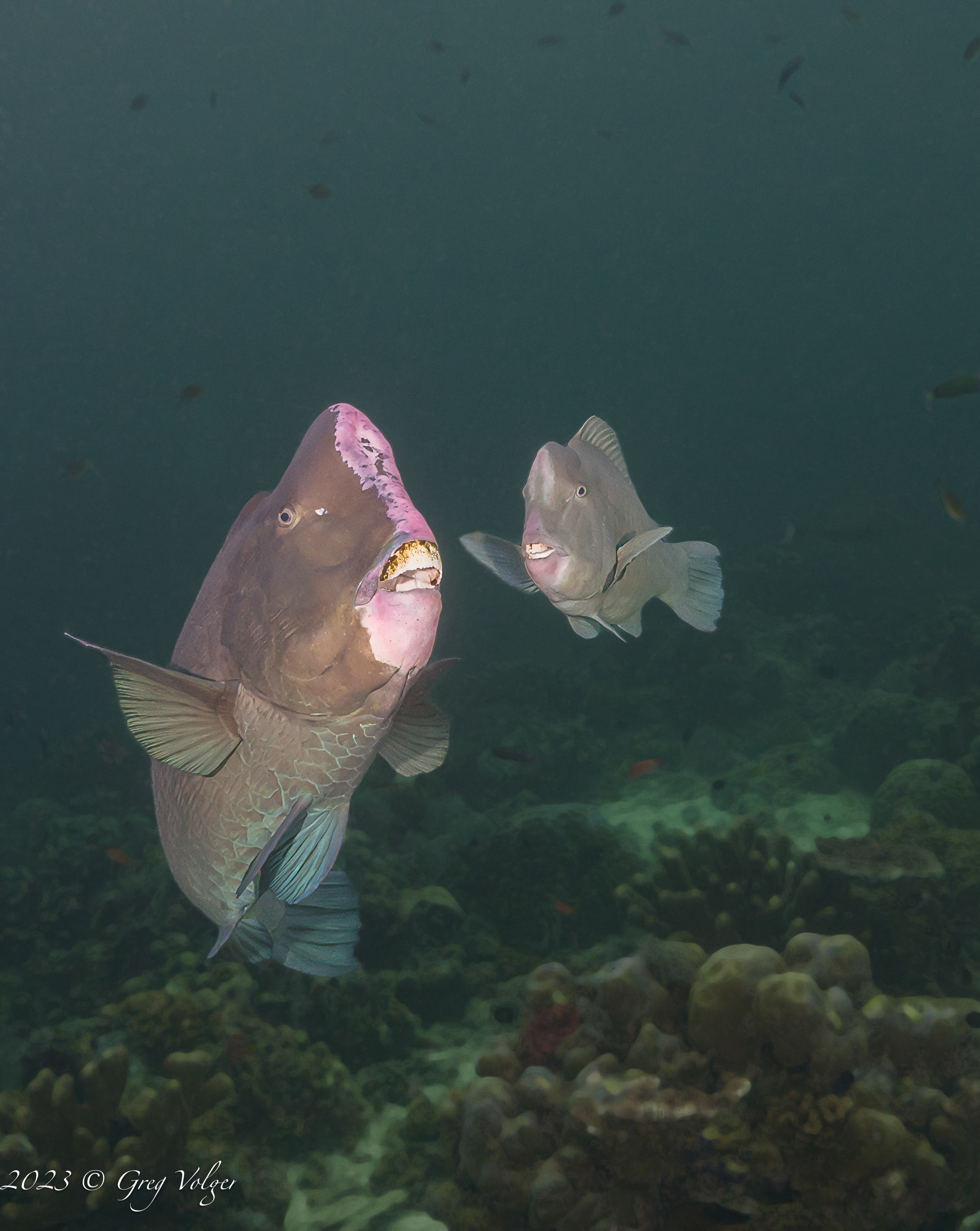 Green humphead parrotfish