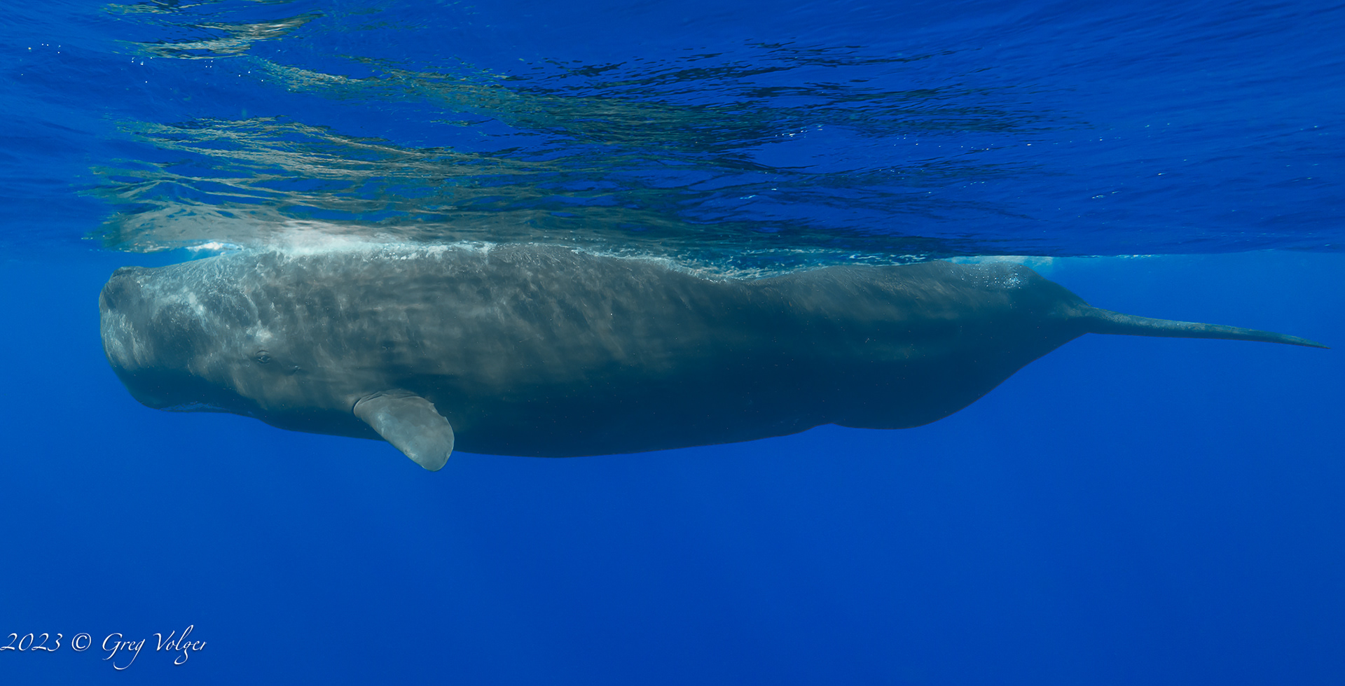 Sperm whale