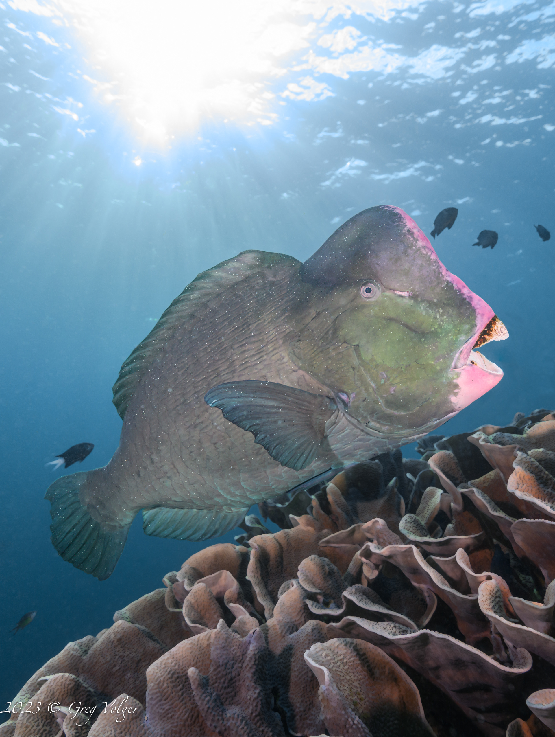 Green humphead parrotfish