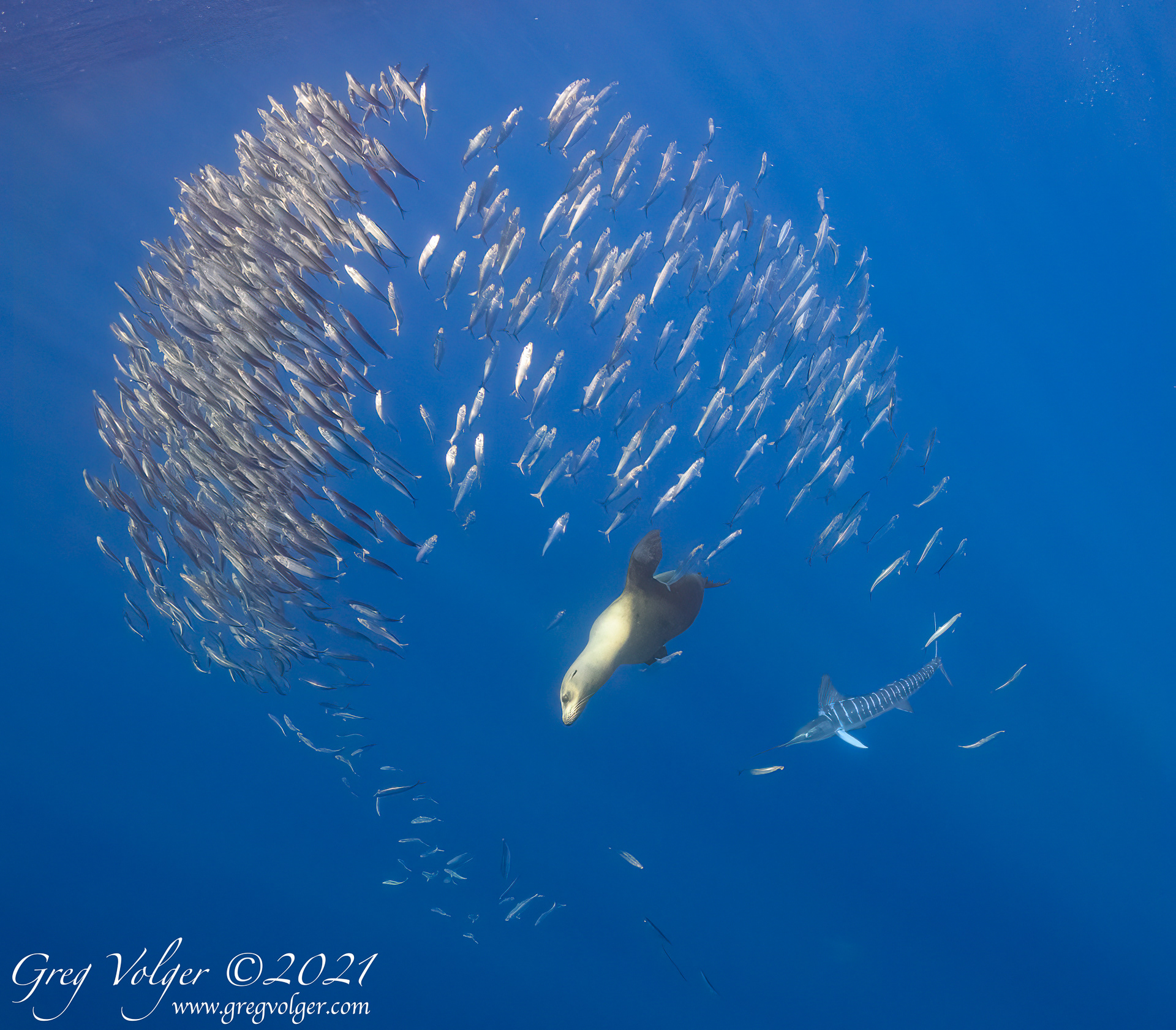 Magdalena Bay, Striped Marlin & Sea Lion