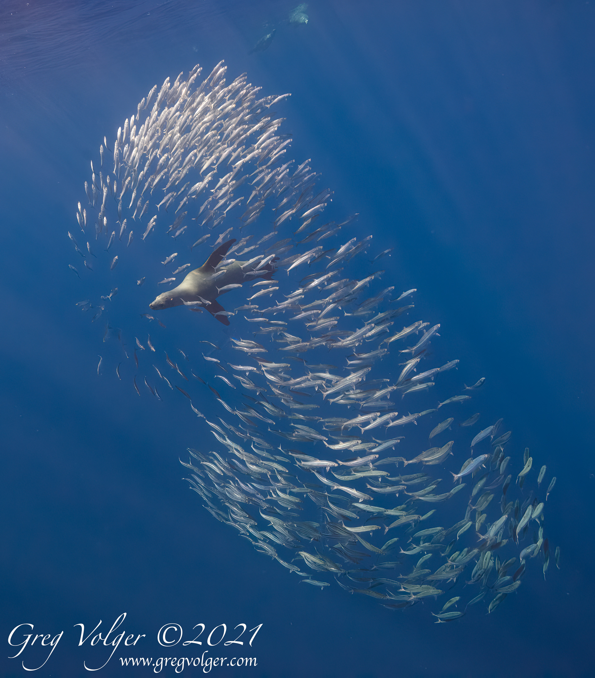 Magdalena Bay, Sea Lion