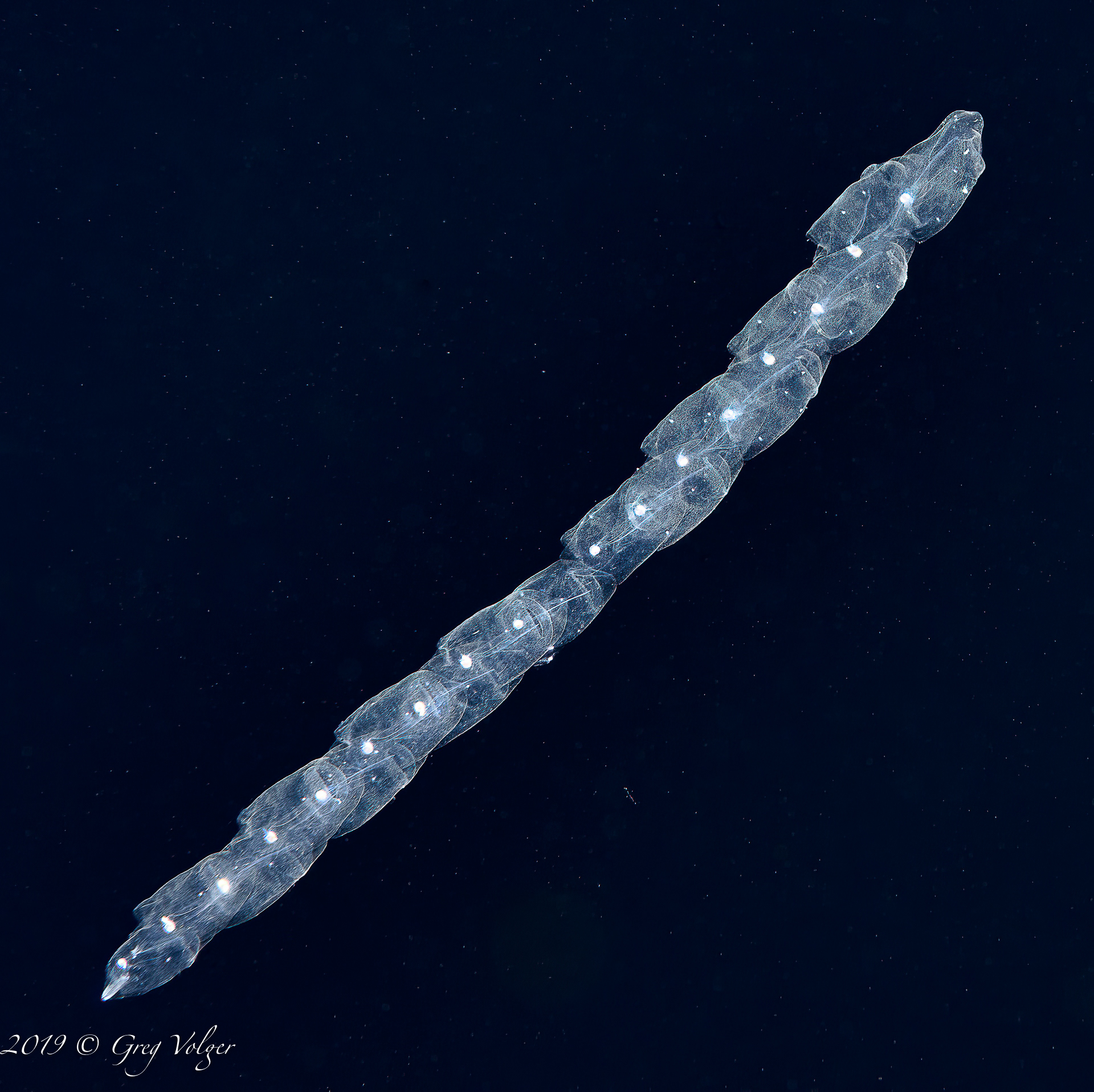 Salps - Blackwater