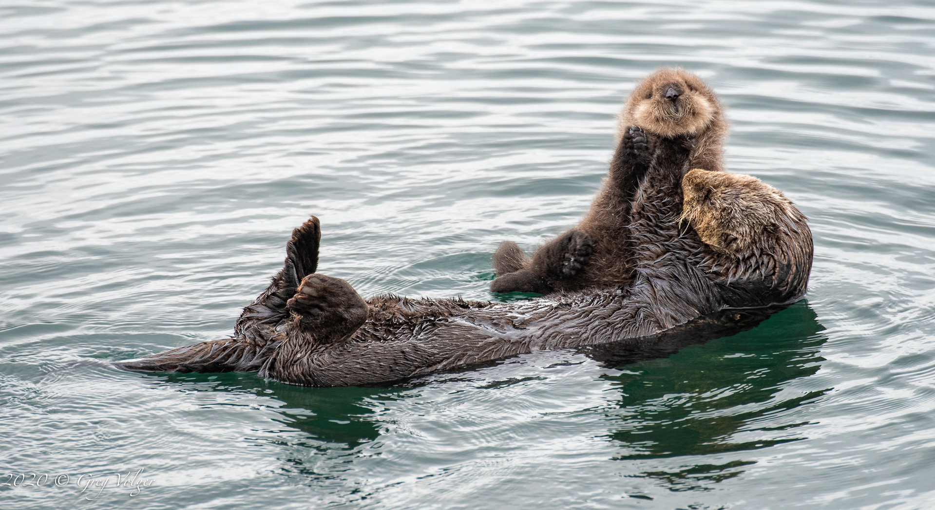 Sea Otters - Morro Bay