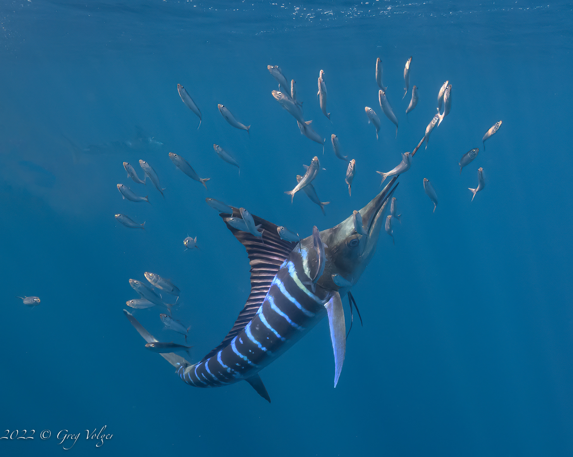 Marlin Magdalena Bay